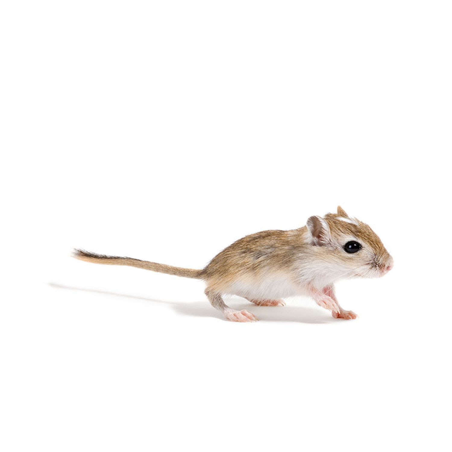 Gerbil