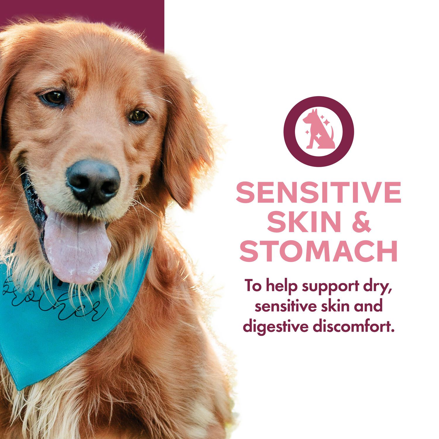 Fromm Nutritionals Sensitive Skin & Stomach Supplement Pate Wet Dog Food, 13-Oz Can