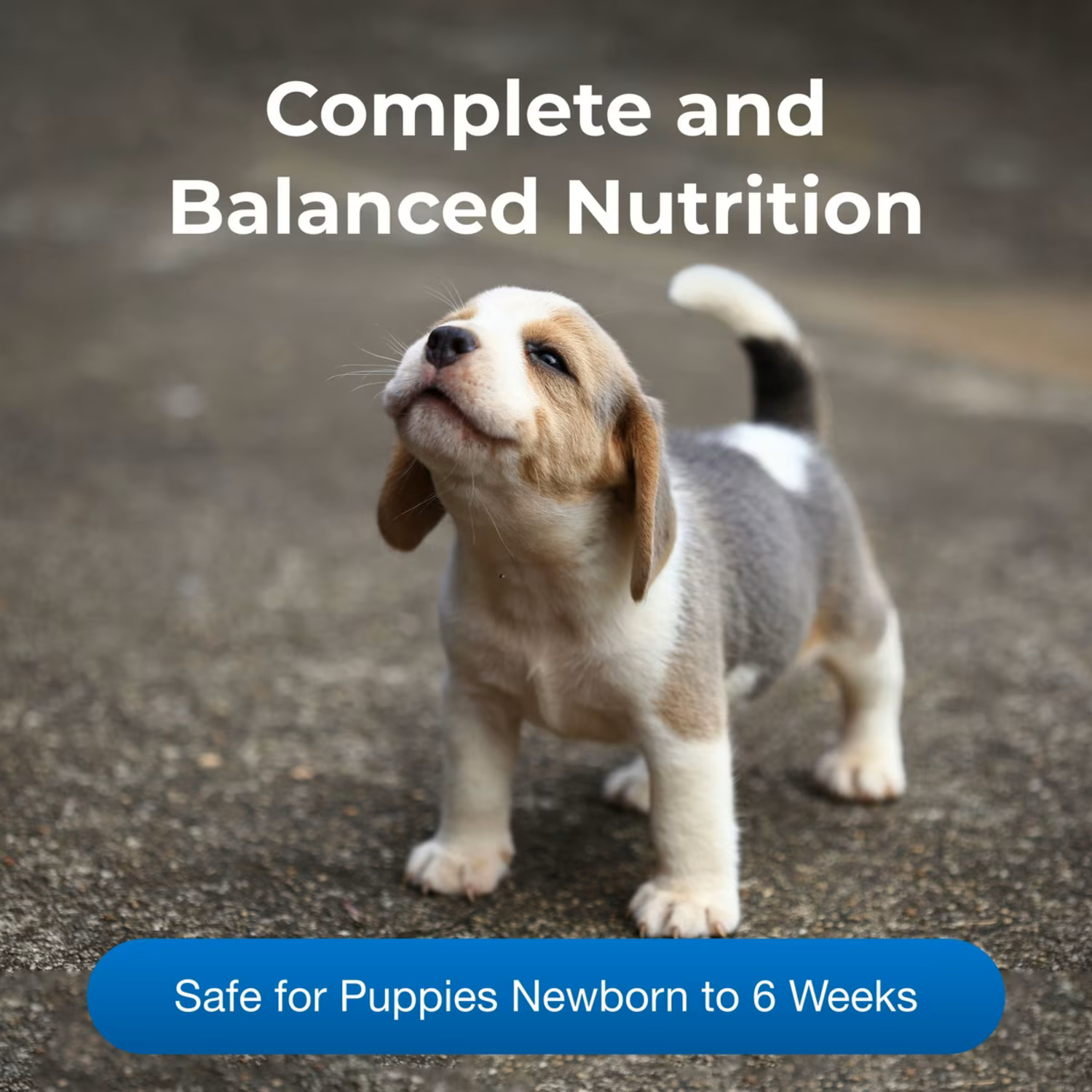 Petag Petlac Puppy Milk Replacement Powder For Puppies, 10.5-Ounces