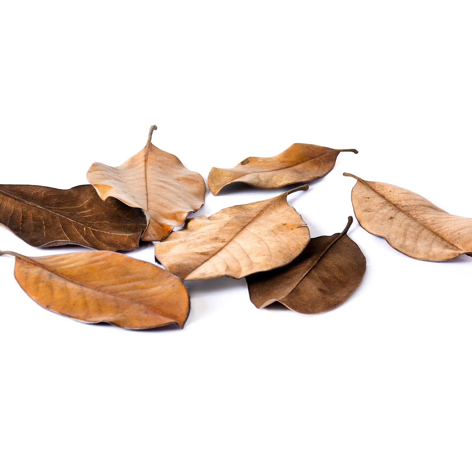 Gal&aacute;pagos Magnolia Leaves, Natural, 4Qt Header Bag