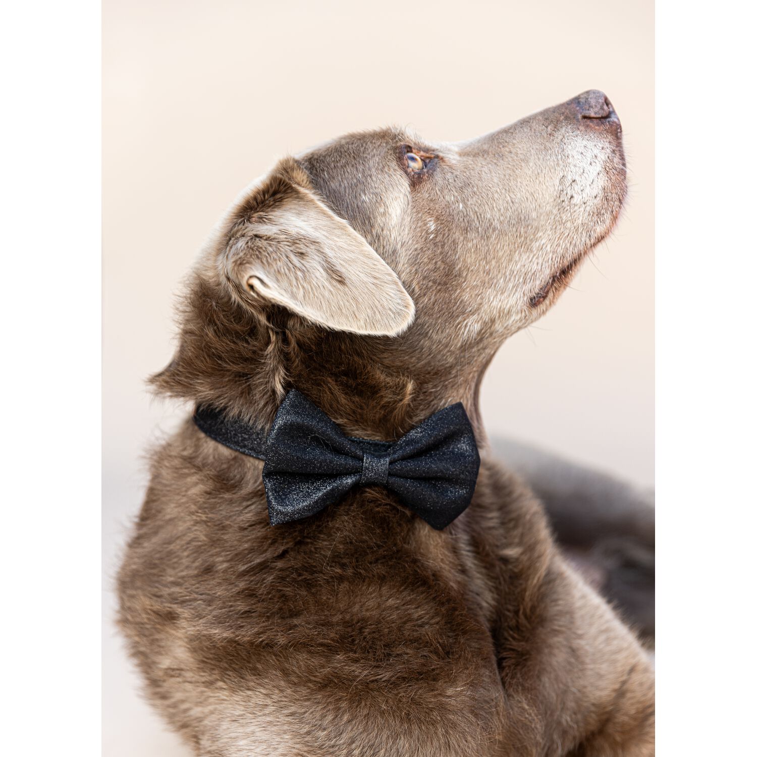 Pink Papyrus Black Glitter Sparkly Pet Bow Accesory, Large