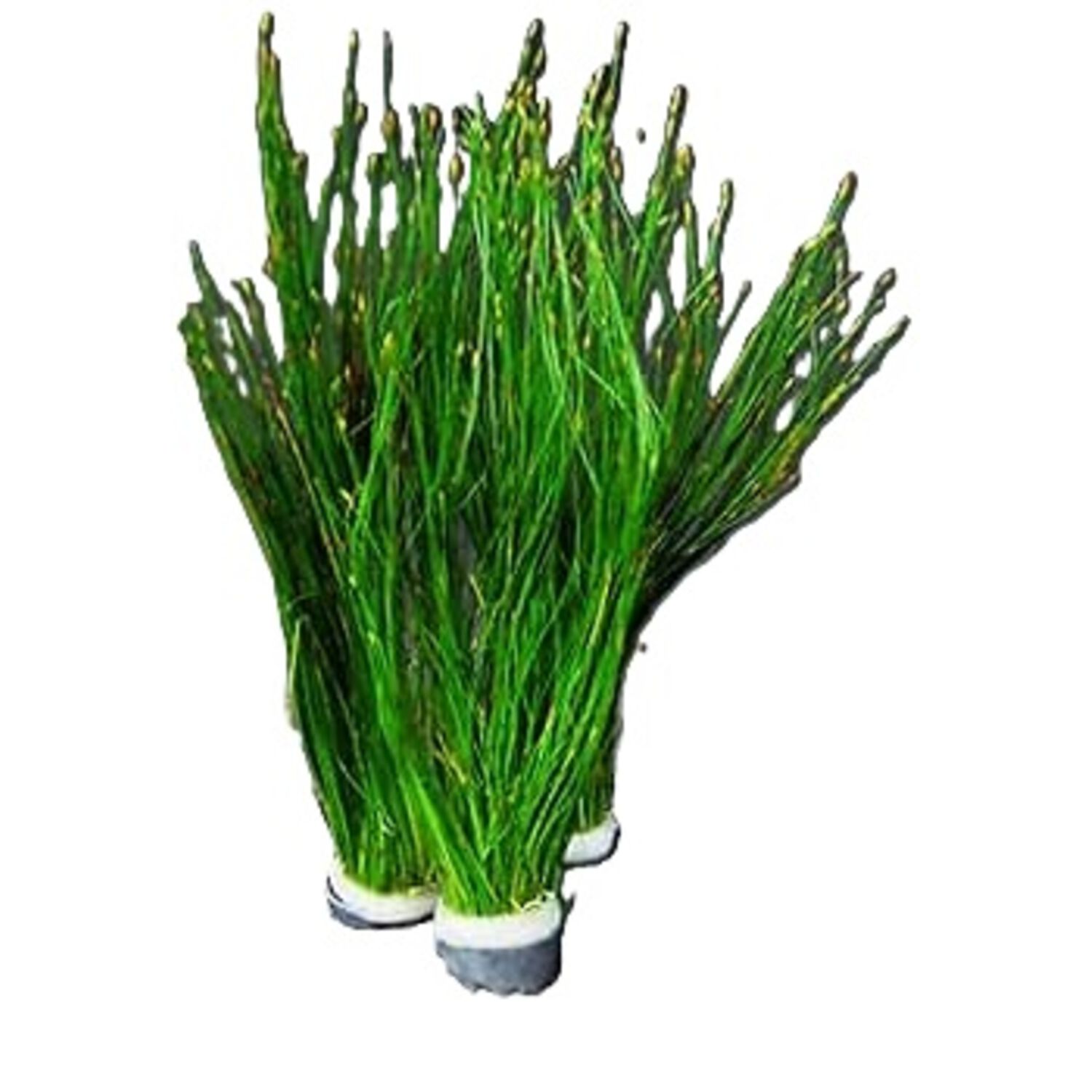 Hairgrass, Giant Potted