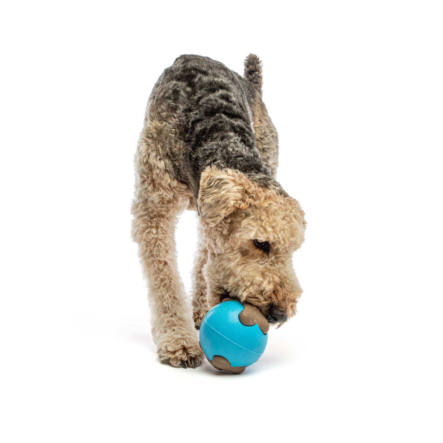 Guru Busy Ball Interactive Treat Dispensing Dog Toy, Medium