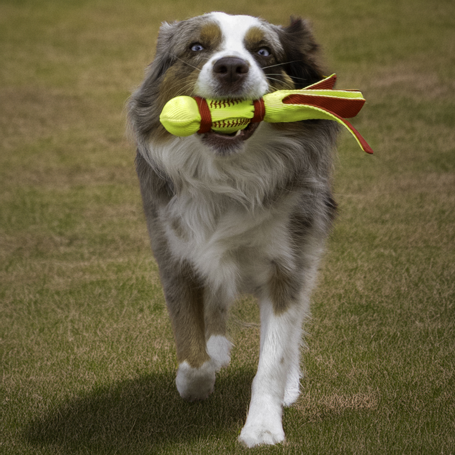Kong Wubba Sport Ball Tug Dog Toy, Small