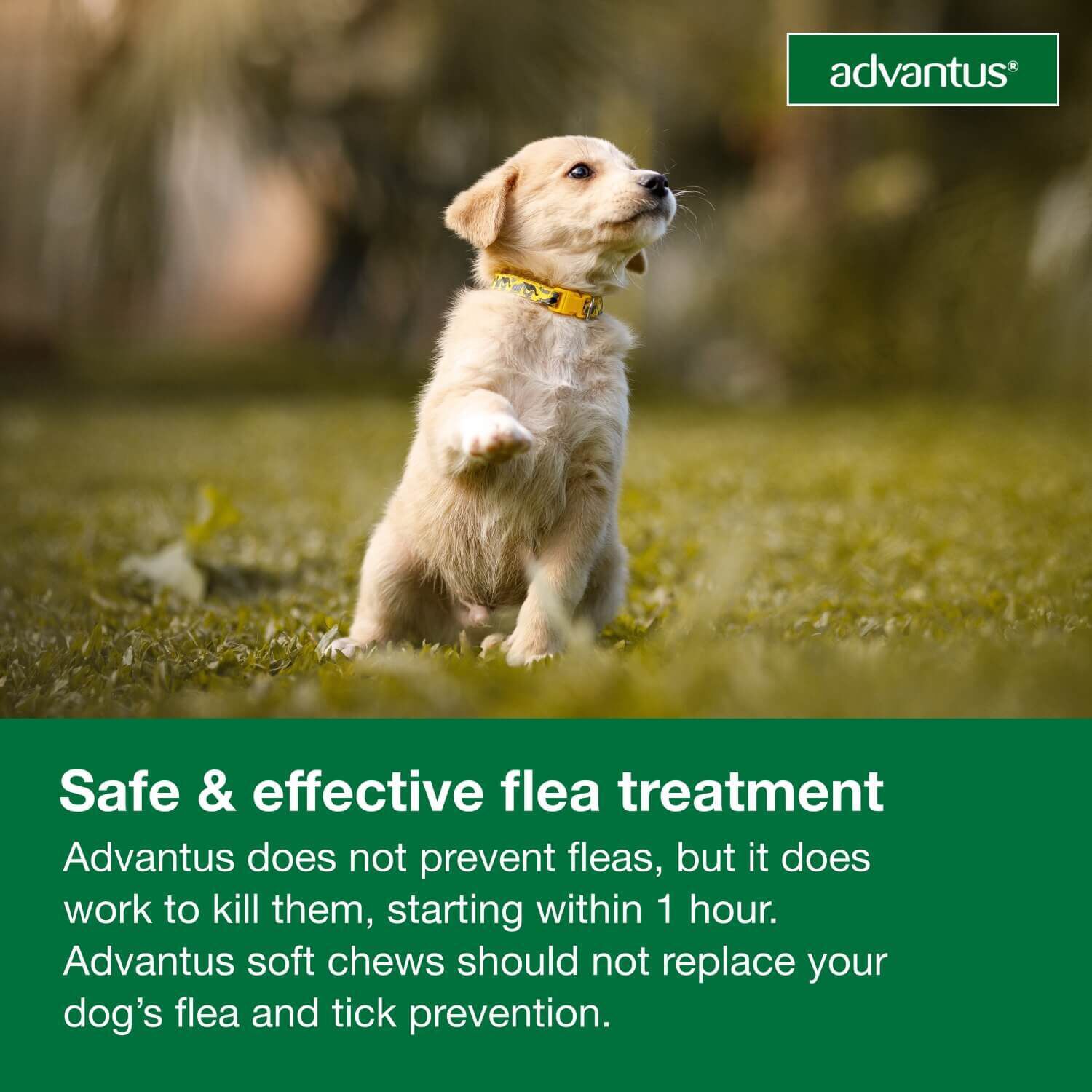 Advantus Oral Flea Treatment For Dogs, 4-22 Lbs