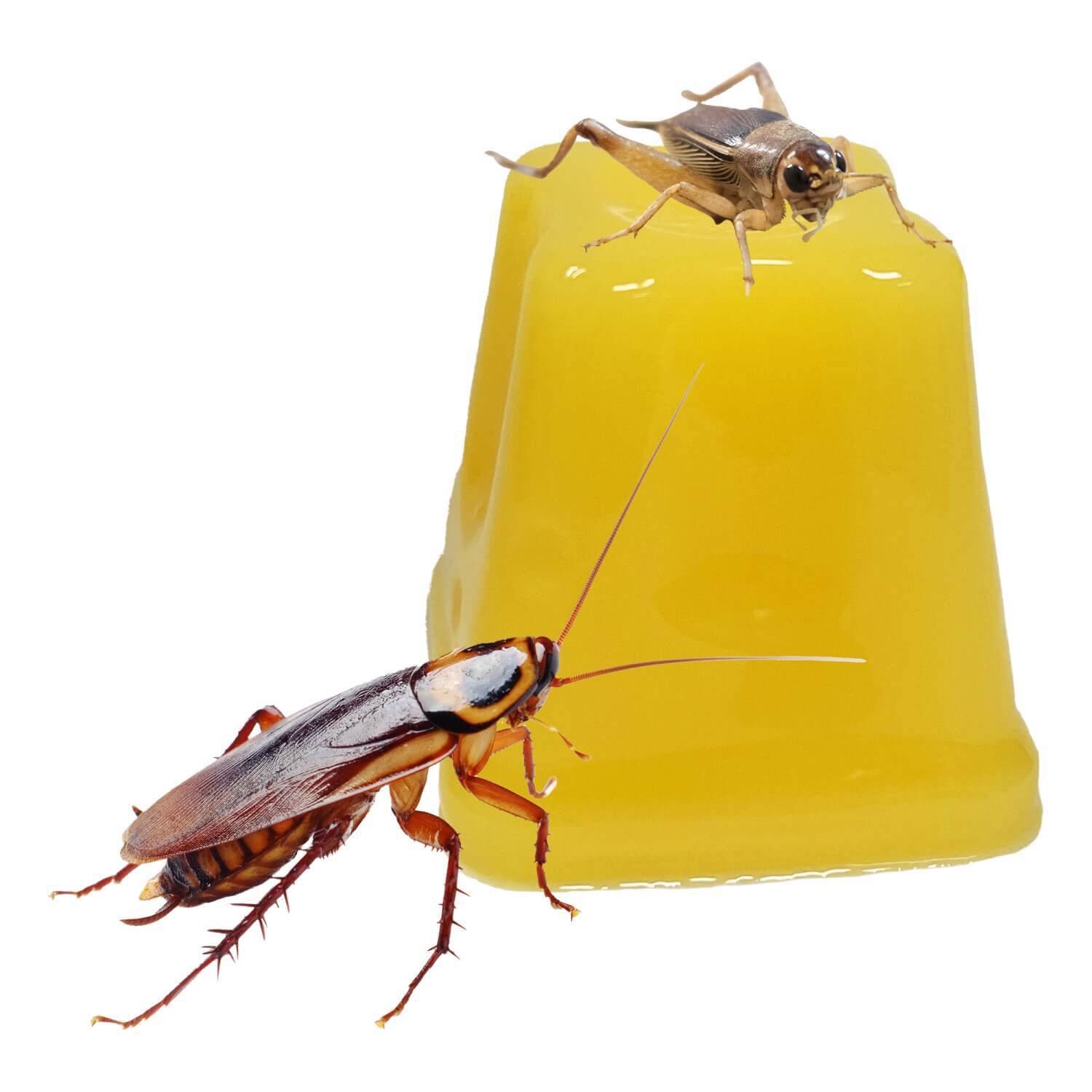 Komodo Jelly Pot Nourishing Insect Food Packed With Vitamins A & C