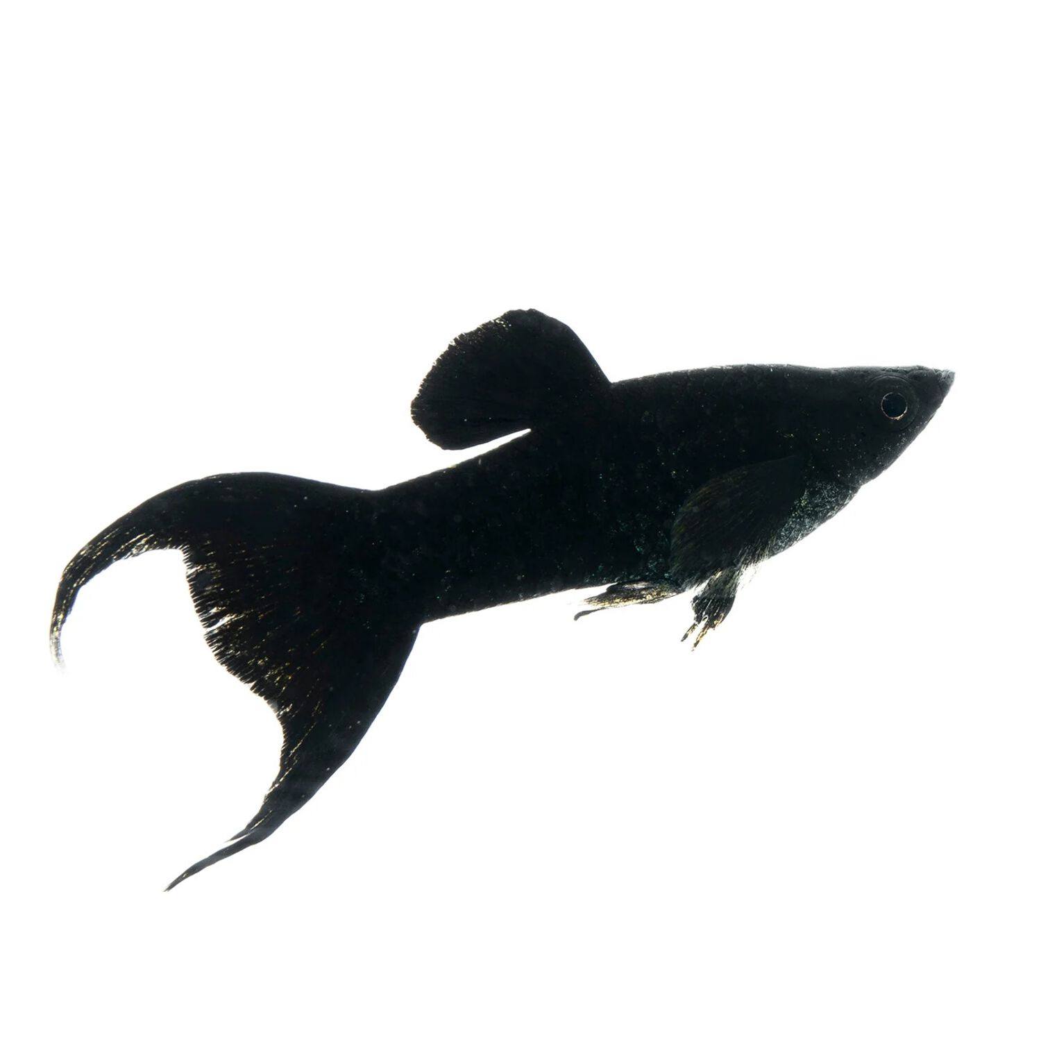 Black Molly Medium