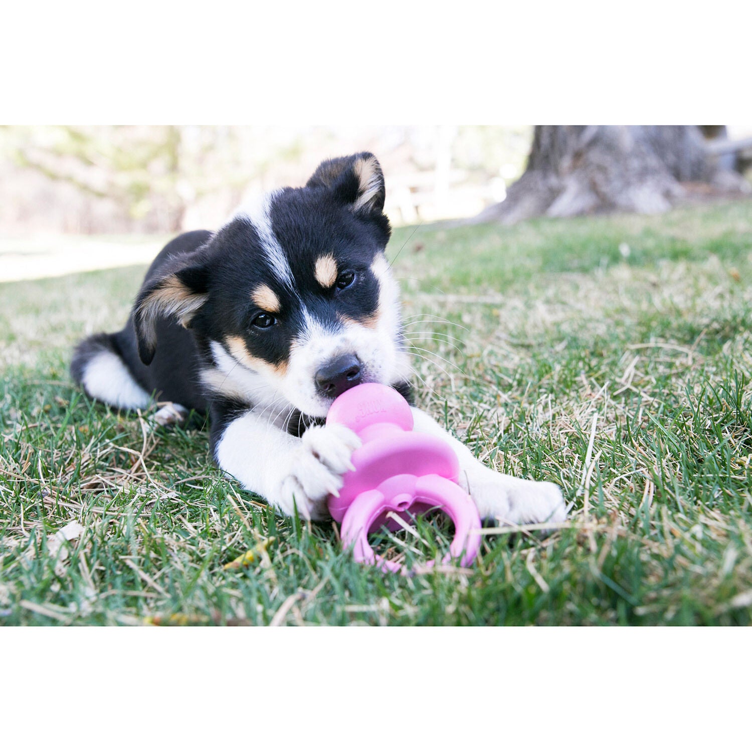 Kong Puppy Binkie Soft Rubber Dog Chew Toy, Medium, Assorted Colors
