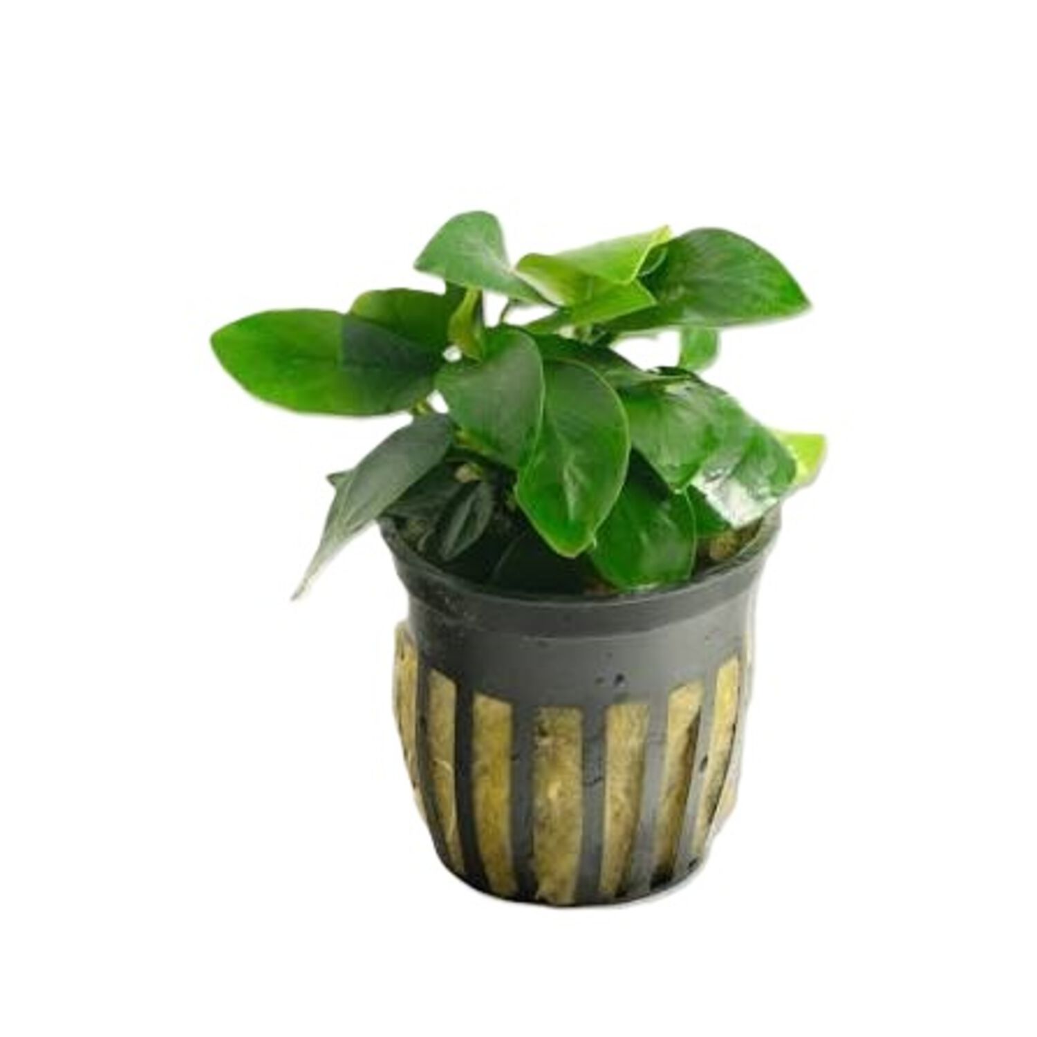 Anubias Nana Potted