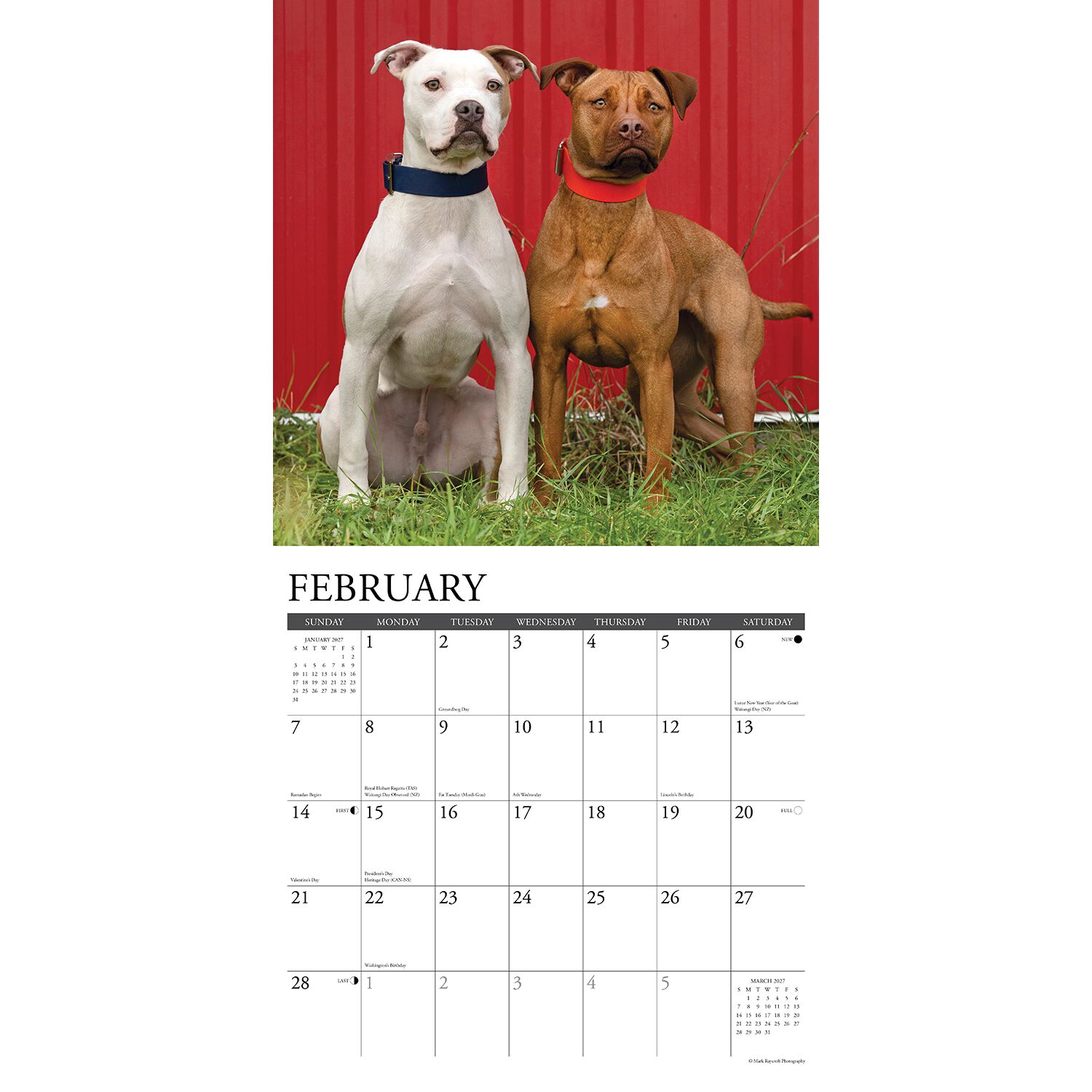 Willow Creek Press Just American Pit Bull Terriers 2027 Wall Calendar