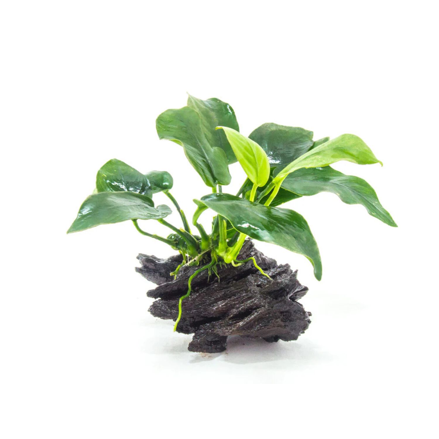 Anubias On Driftwood