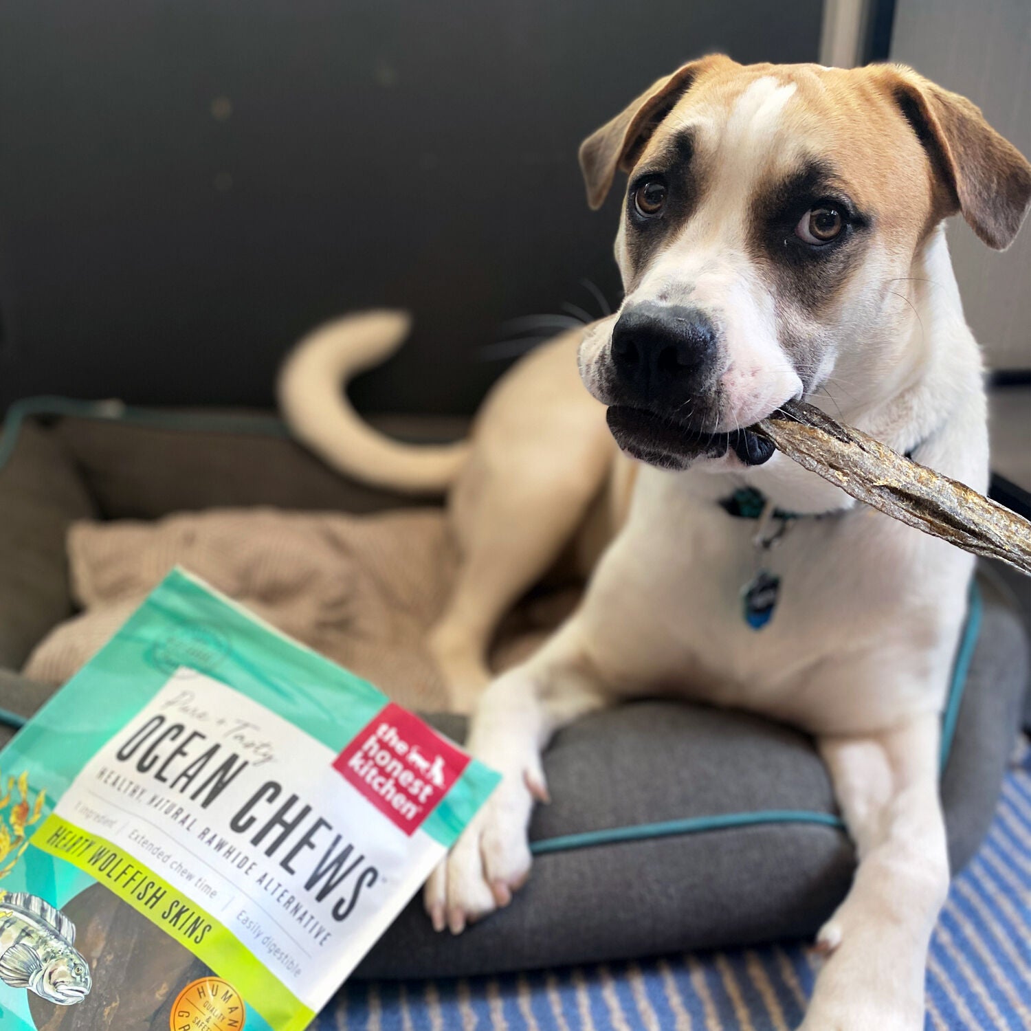 The Honest Kitchen Ocean Chews Hearty Wolffish Skins Rawhide Alternative Dog Treats, 6-Oz