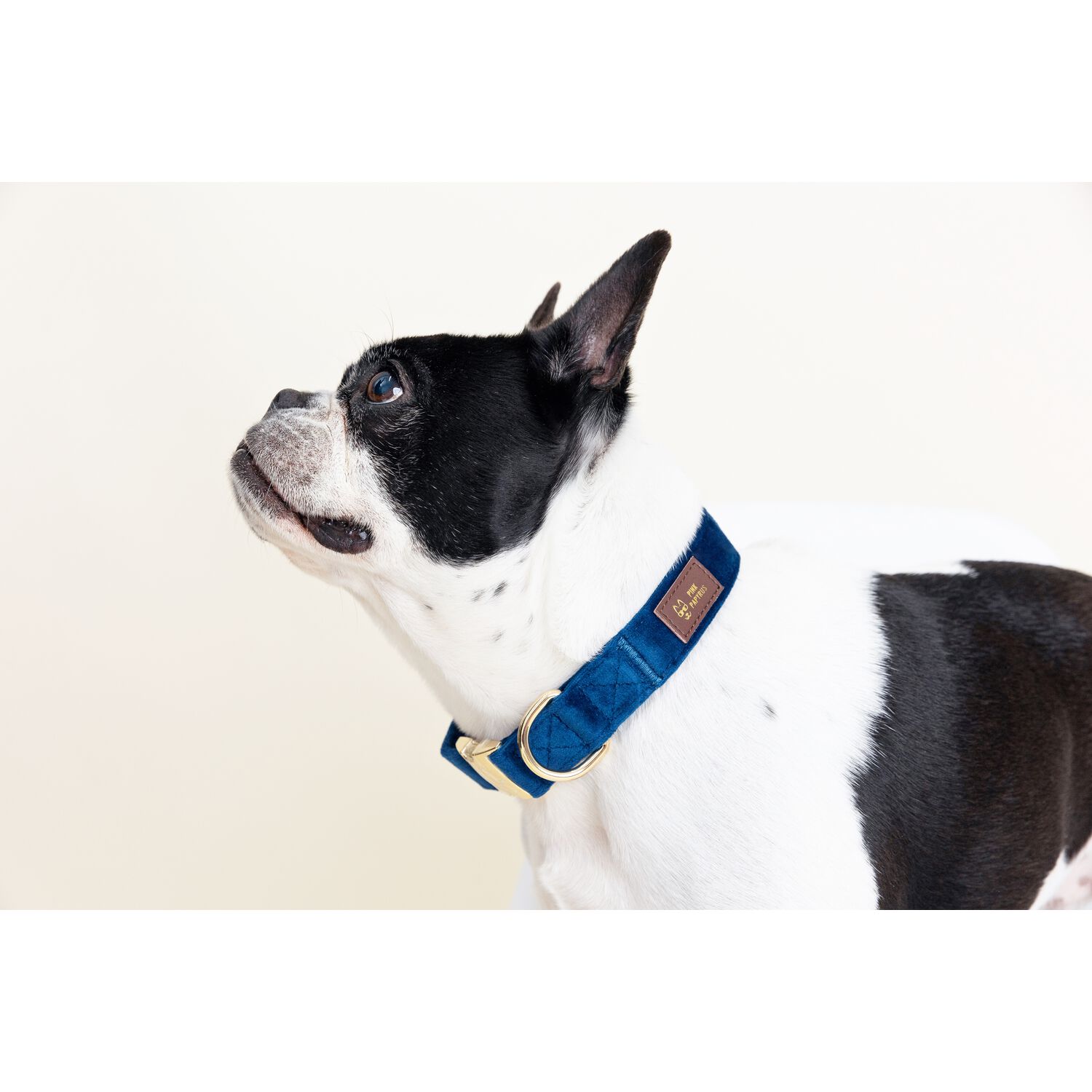 Pink Papyrus Channing Velvet With Gold Buckle Adjustable Dog Collar, Royal Blue, Medium 13-19"
