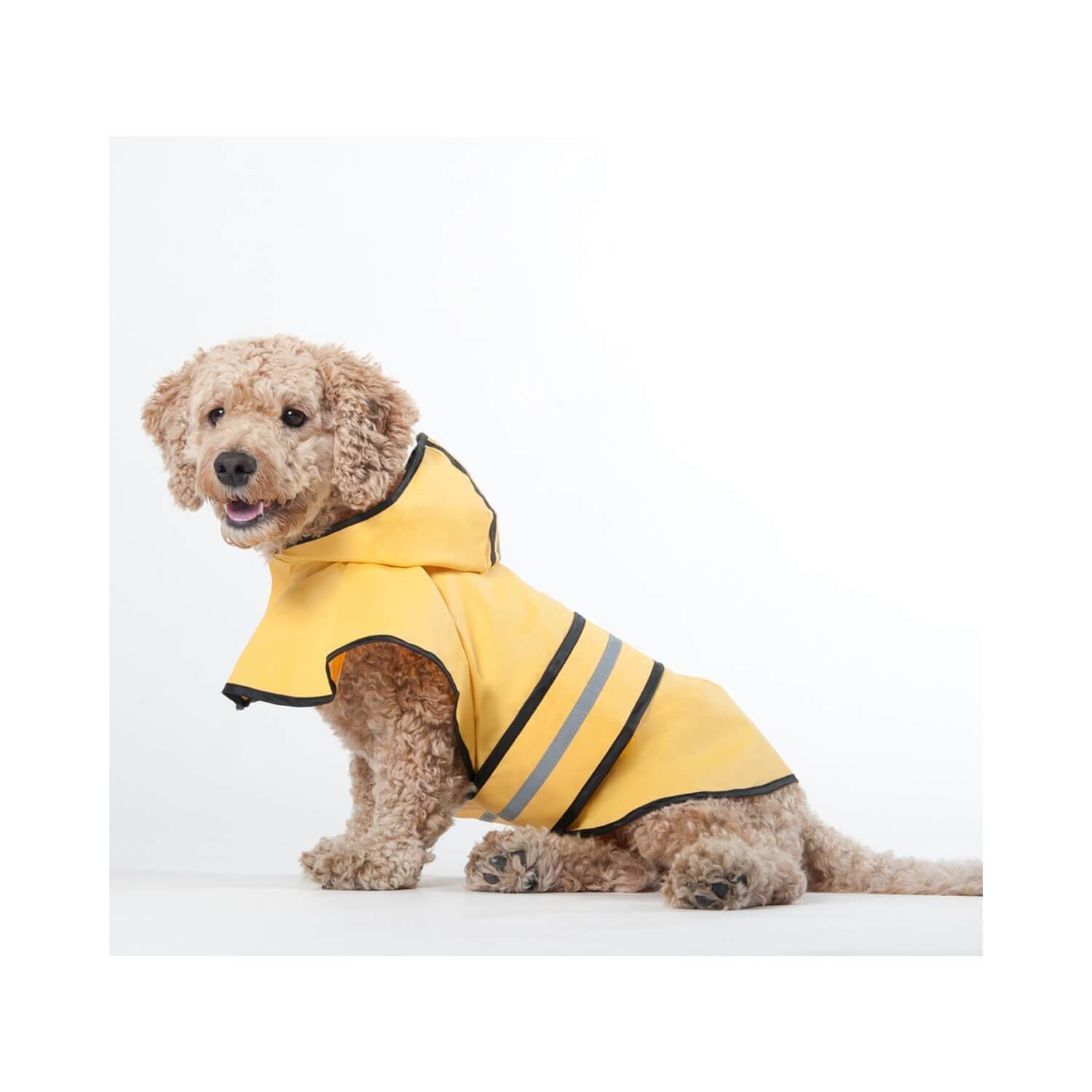 Raining cats discount and dogs raincoat