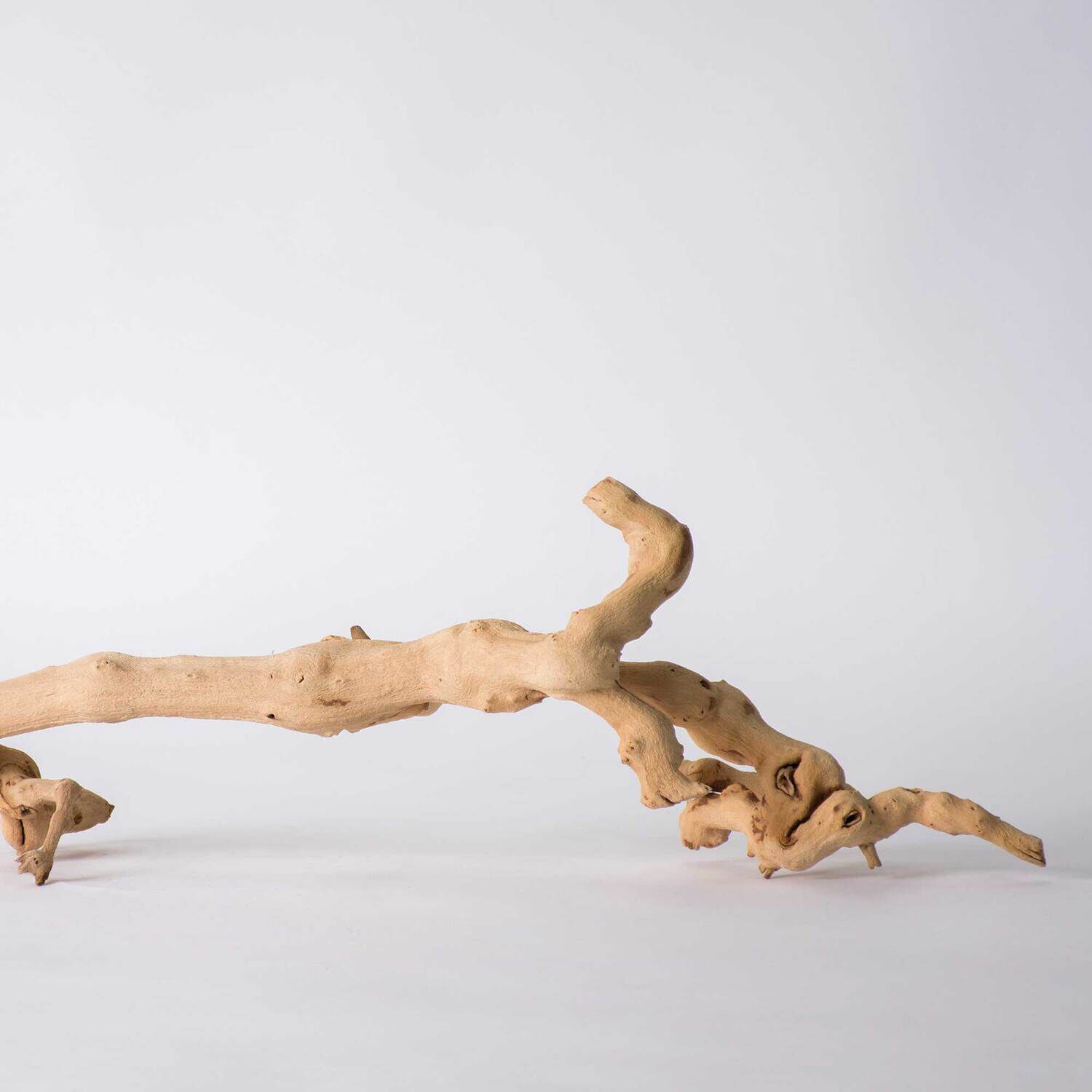 Gal&aacute;pagos Walking Wood, Grapevine Branch, Natural, 19-24In