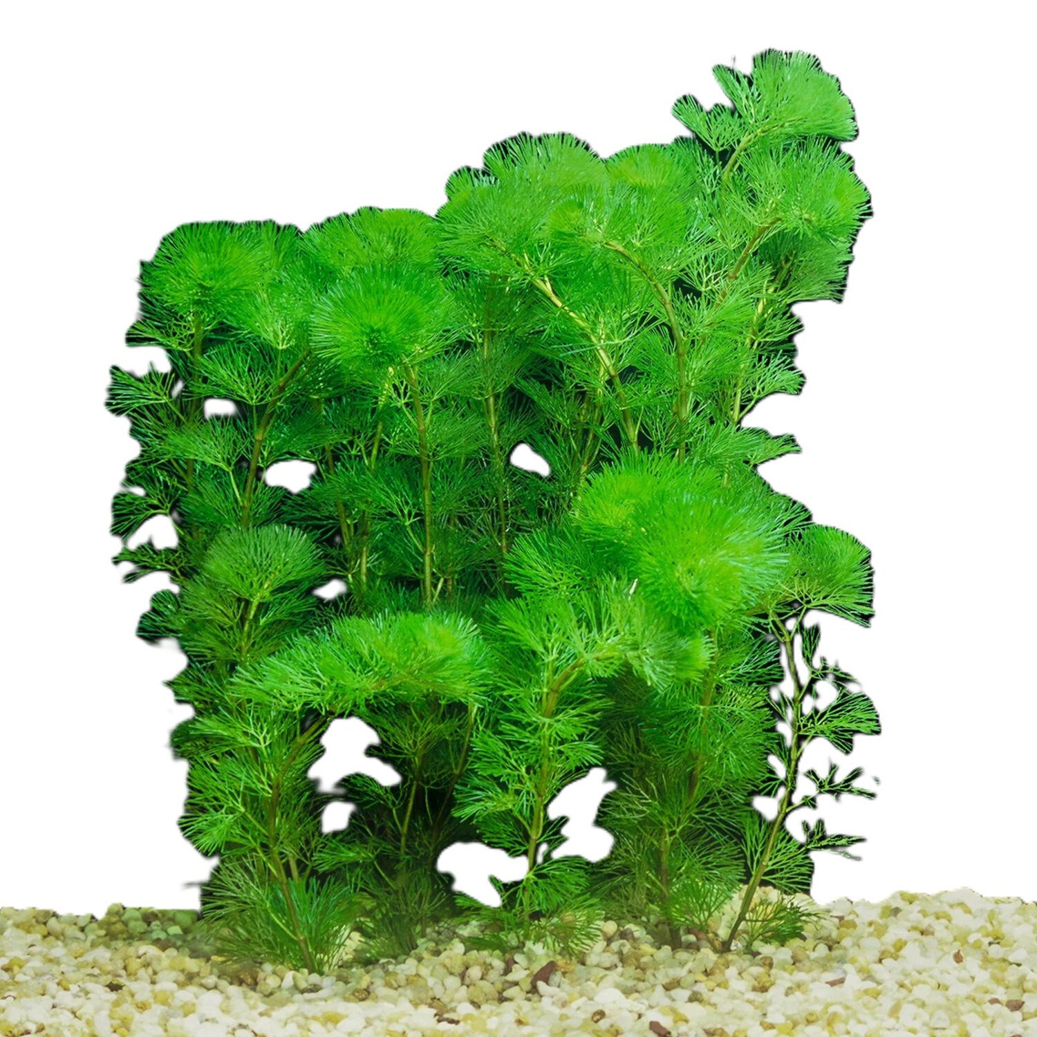 Green Cabomba