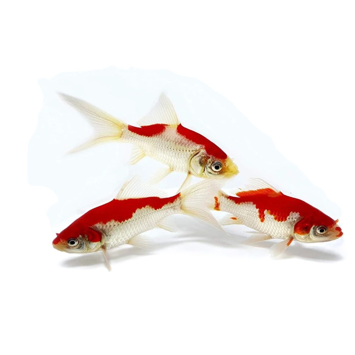 Sarassa Comet Goldfish - Regular