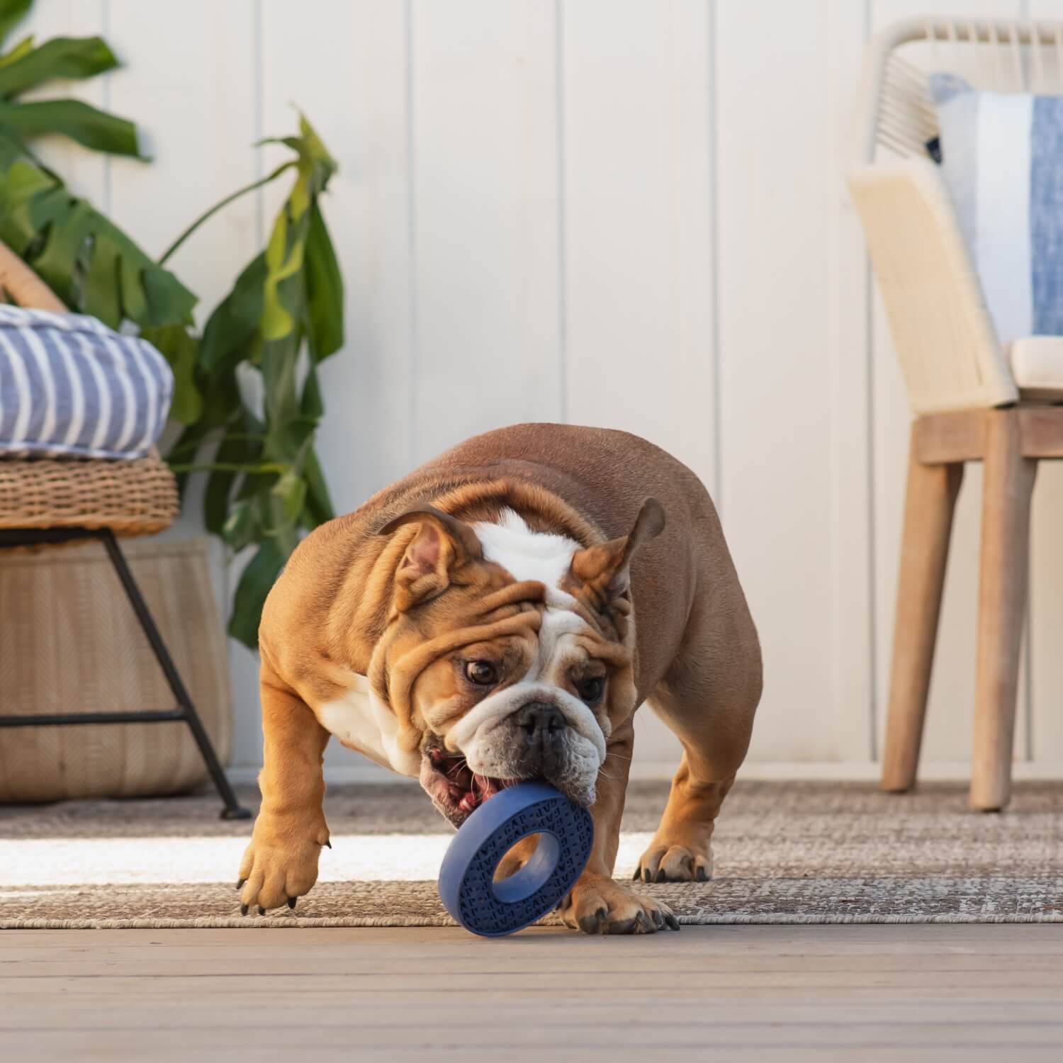 Gap Rubber Rivet Durable Dog Chew Toy