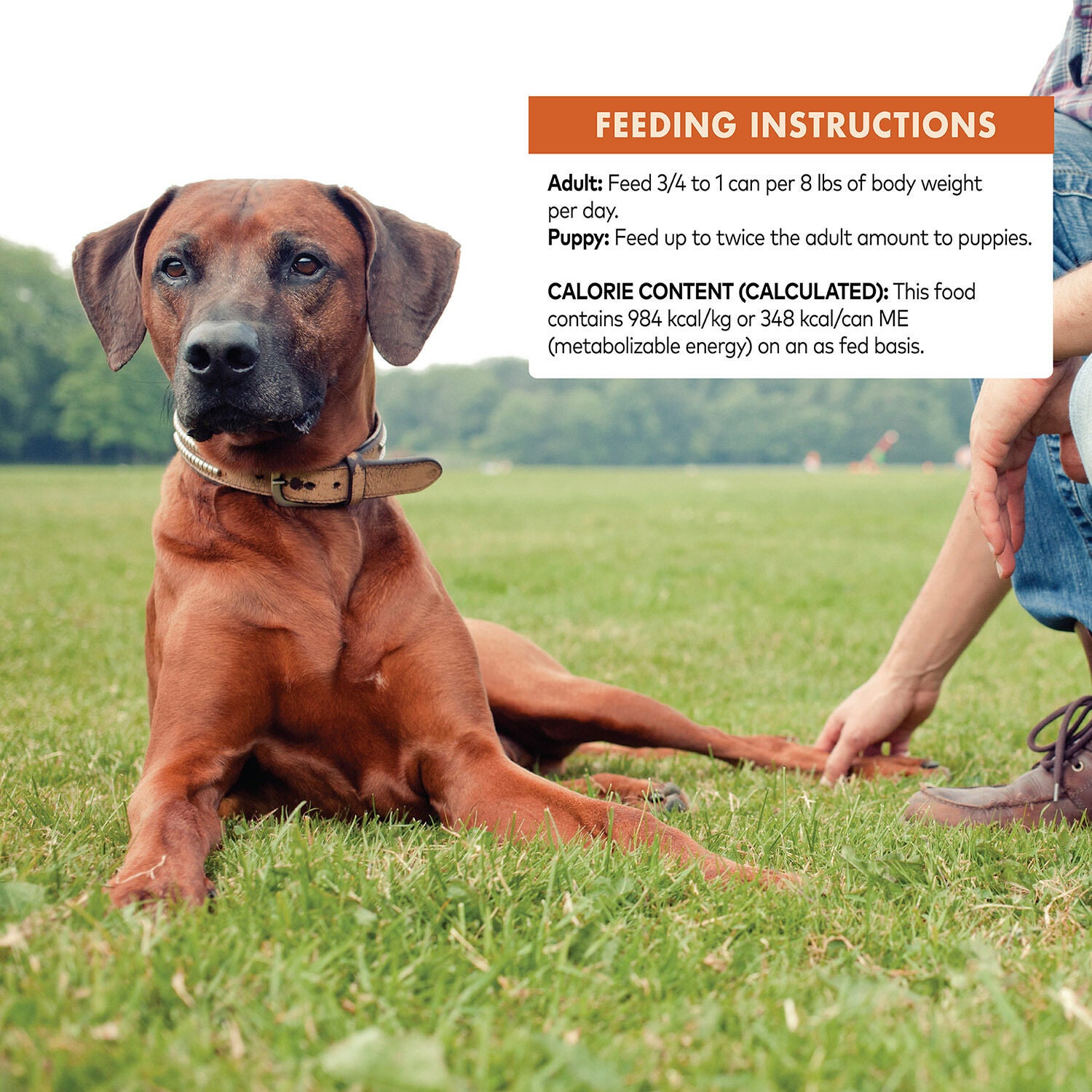 Wellness Core Hearty Cuts Natural Grain Free Chicken Turkey Wet - Main Image