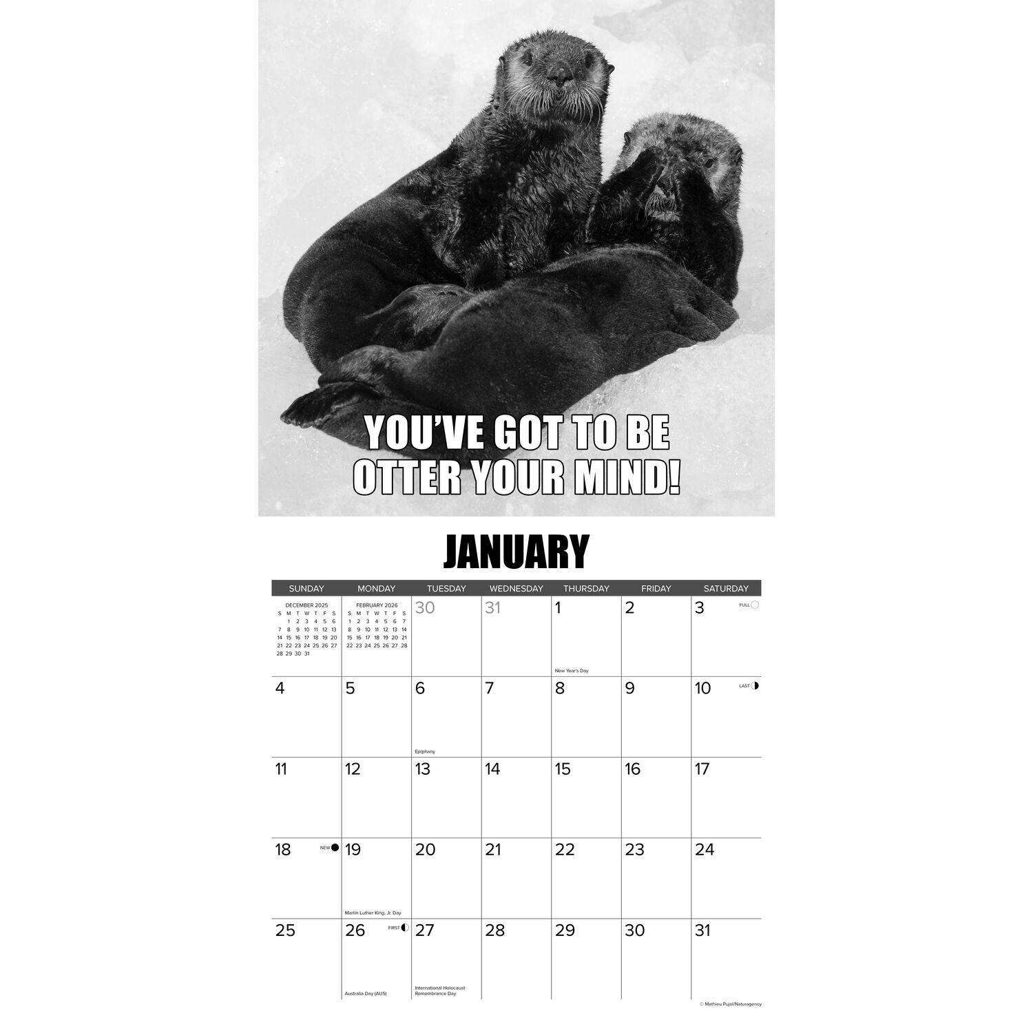 Willow Creek Press 2026 In Otter News Wall Calendar
