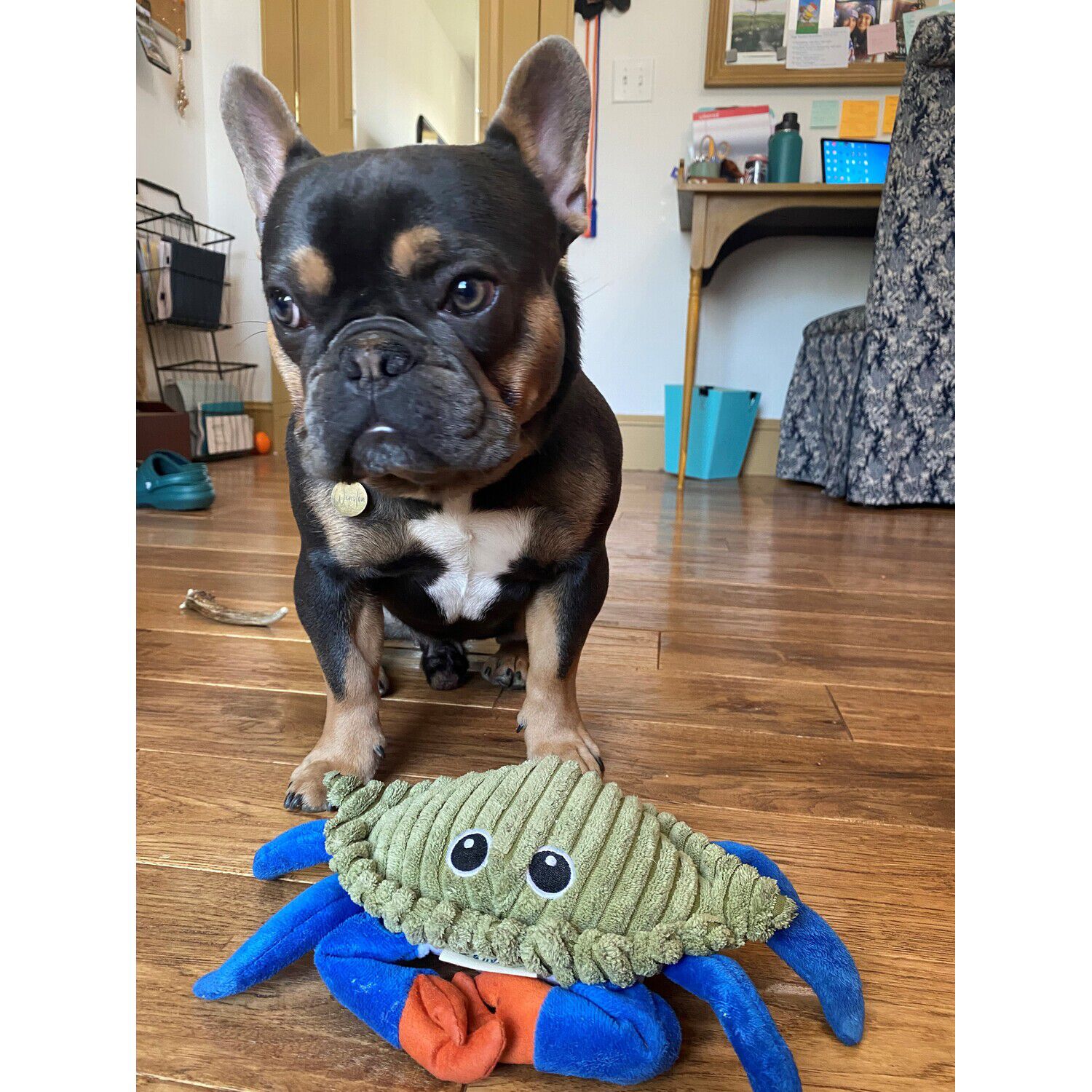 Tall Tails Animated Crab Interactive Dog Toy, 9"