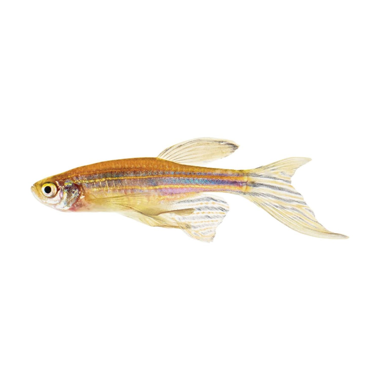Longfin Zebra Danio Regular