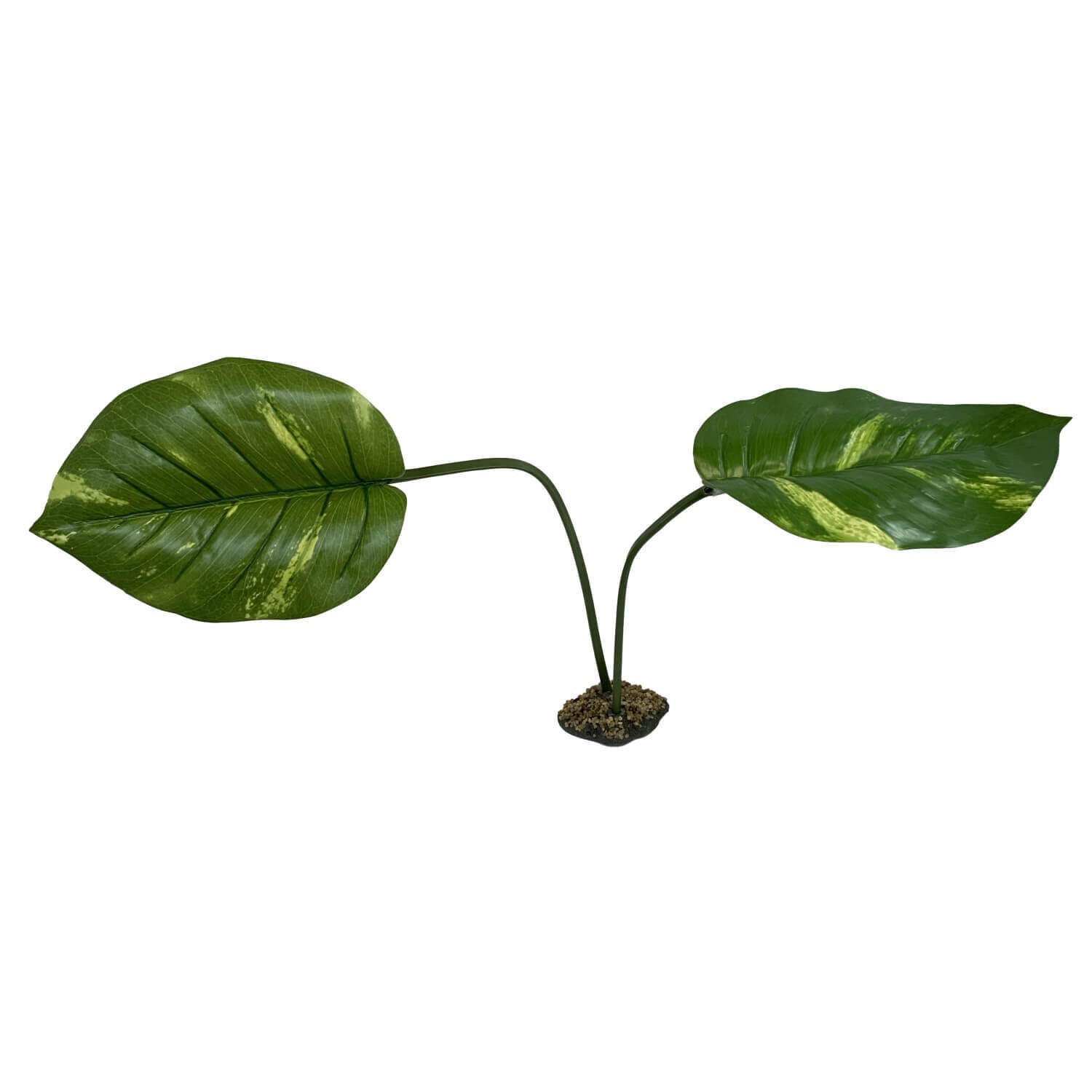 Jumbo Guiana Plant 1ea | Pet Supermarket