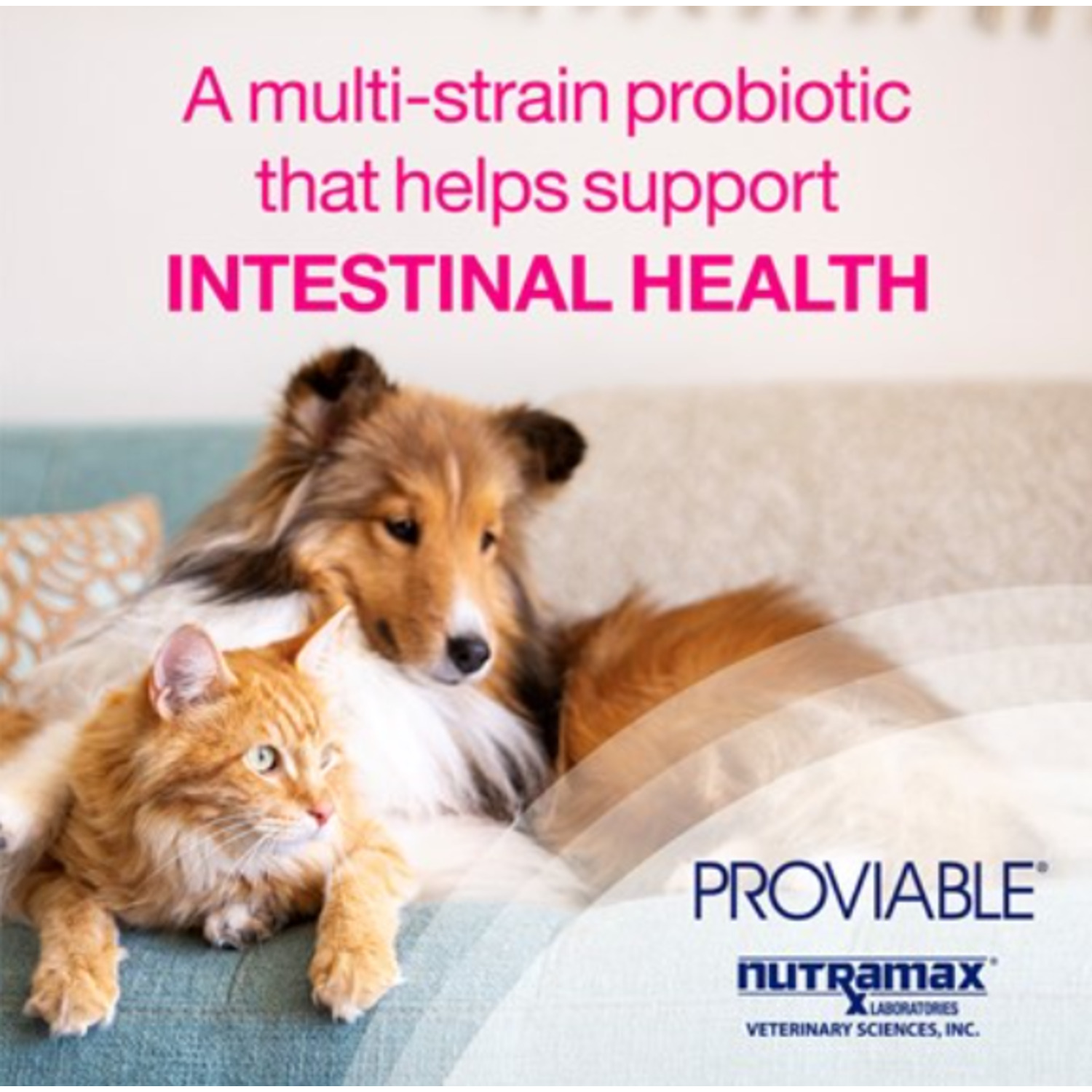 Nutramax Proviable Digestive Health Supplement Multi-Strain Probiotics And Prebiotics For Cats And Dogs, 30Ct