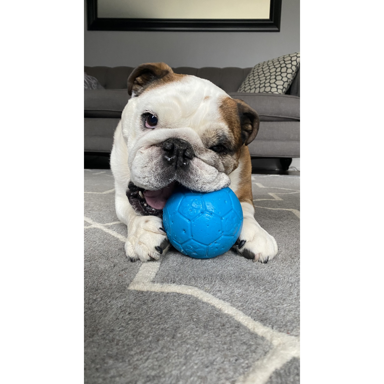 Jolly Pets Soccer Ball Dog Toy, 4", Assorted  Colors