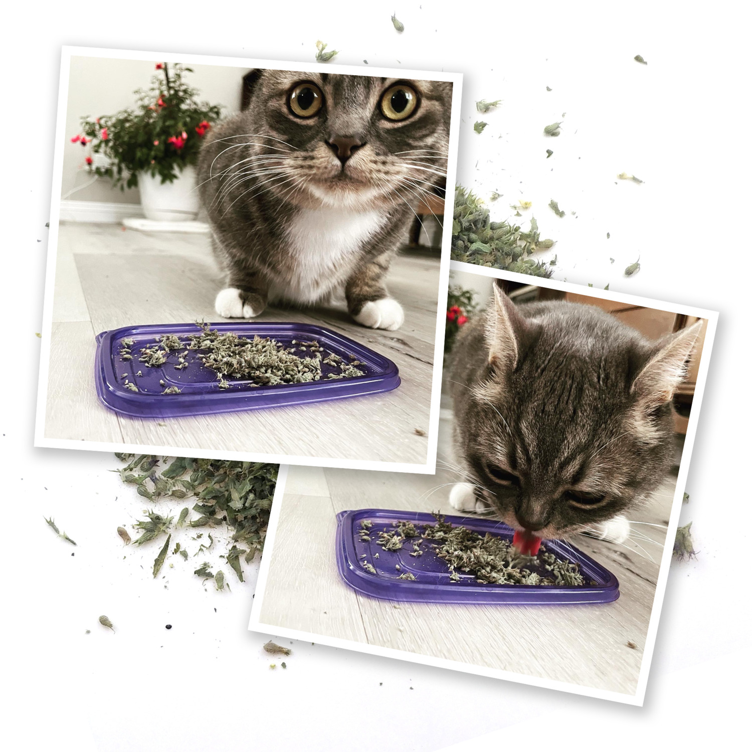 Meowijuana Meowi-Waui - Ground Catnip - Catnip Buds | Pet Supermarket