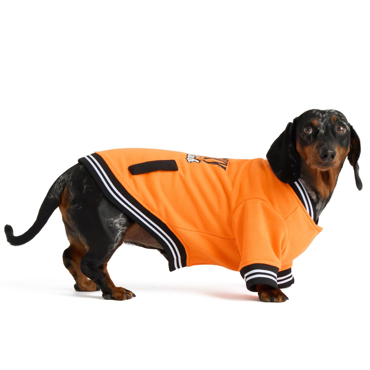 Aristopet Light French Terry Spooky Social Club Dog Jacket, Orange, Extra Large