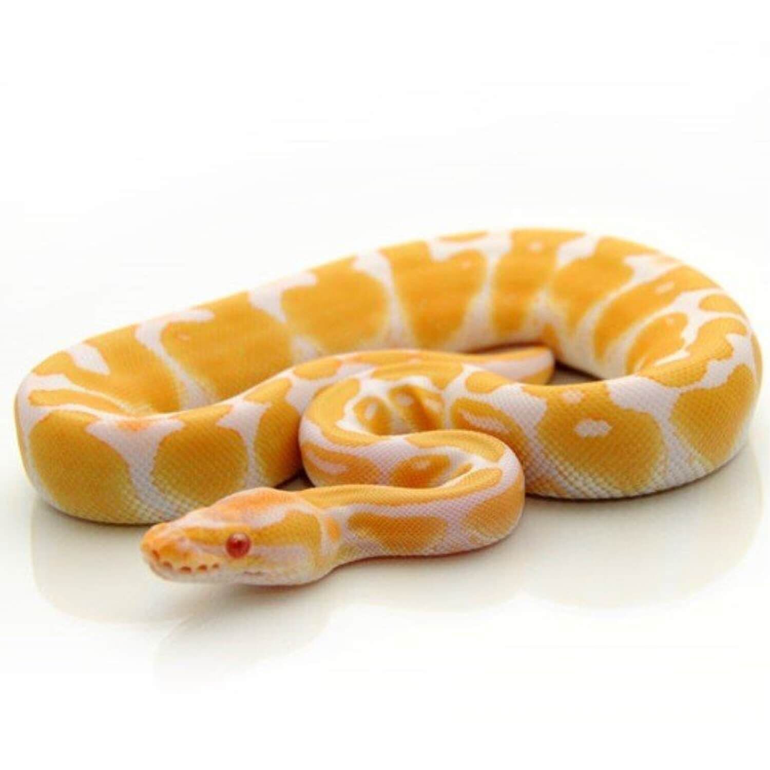Albino Ball Python 1ea | Pet Supermarket