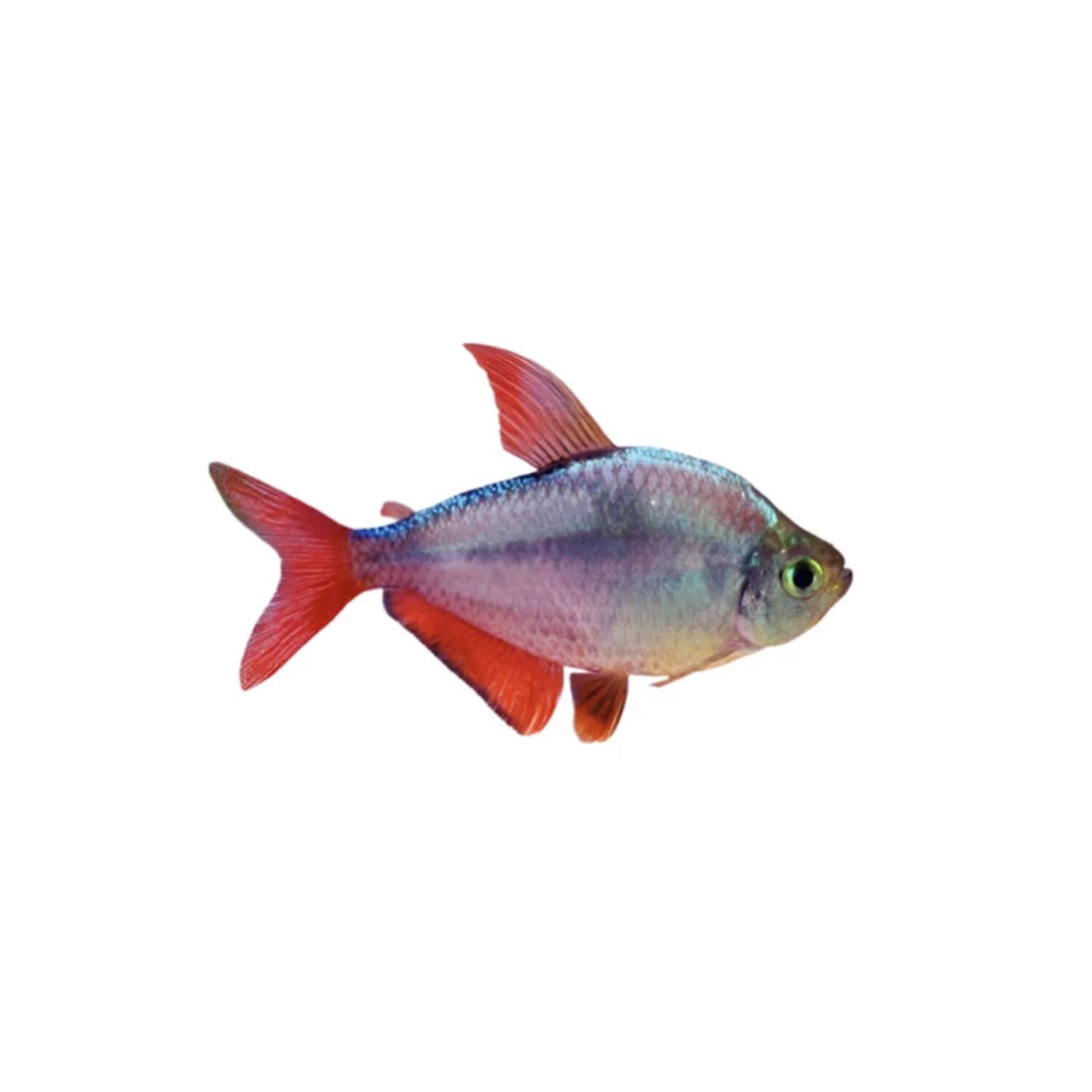Bloodfin Tetra Regular