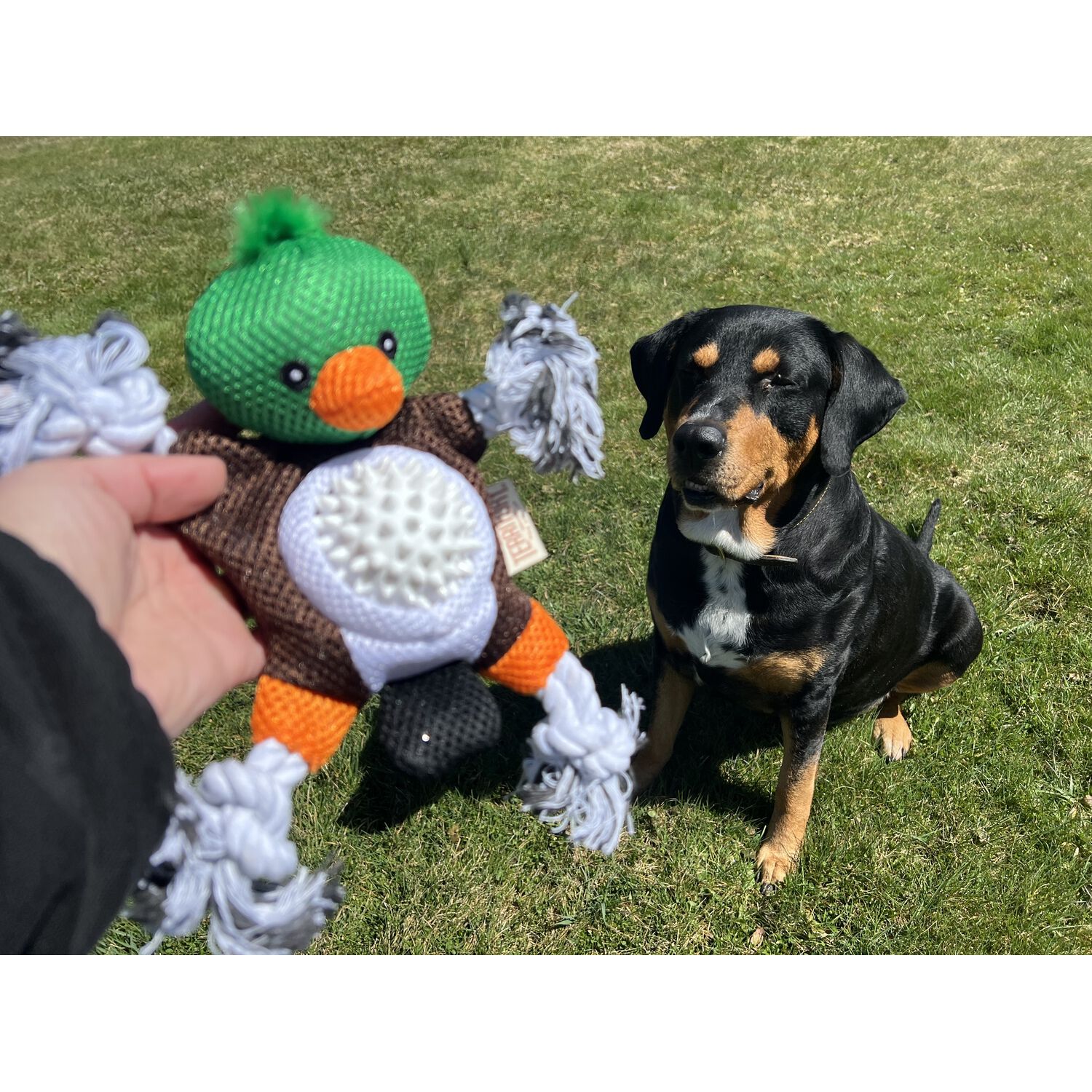 Territory Mallard Duck 2-In-1 Fetch Tug Dog Toy, 10"