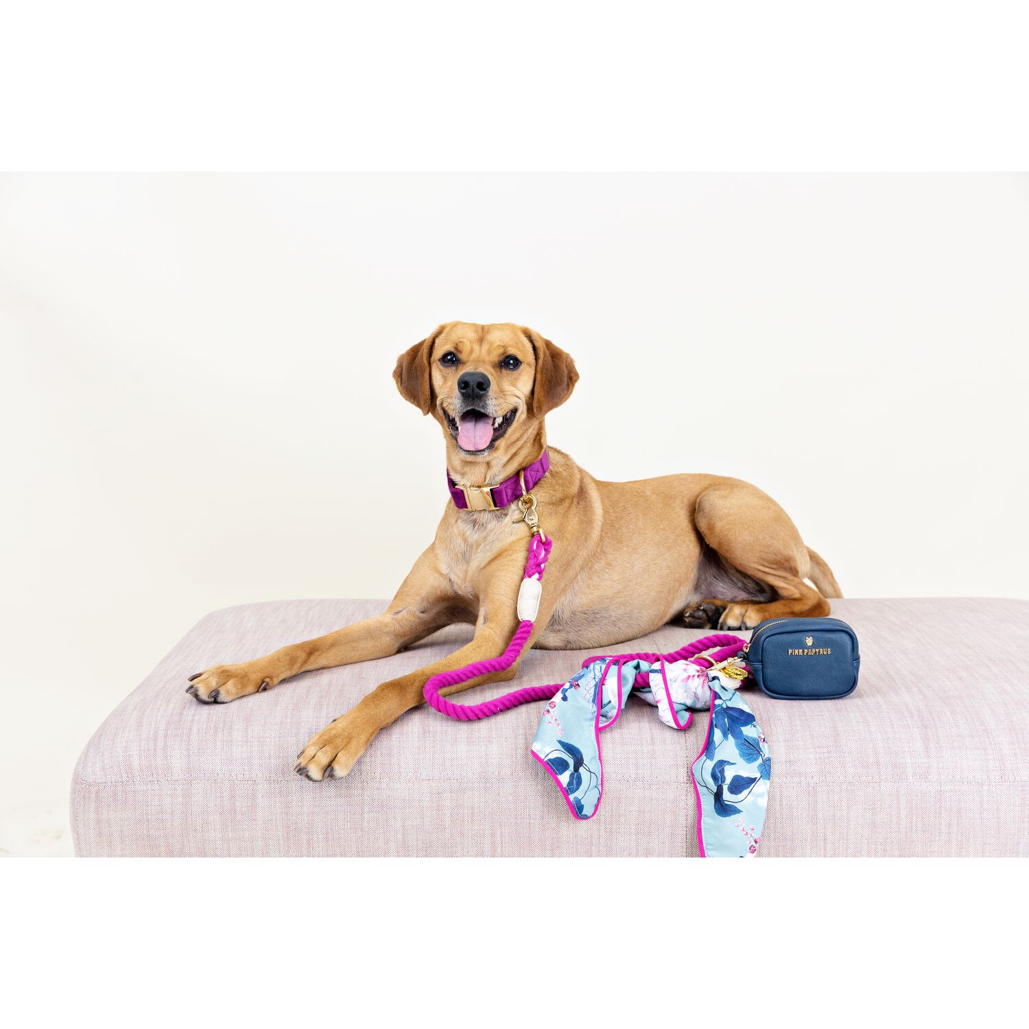 Pink Papyrus August Velvet With Gold Buckle Adjustable Dog Collar, Purple, Small, 11-16"