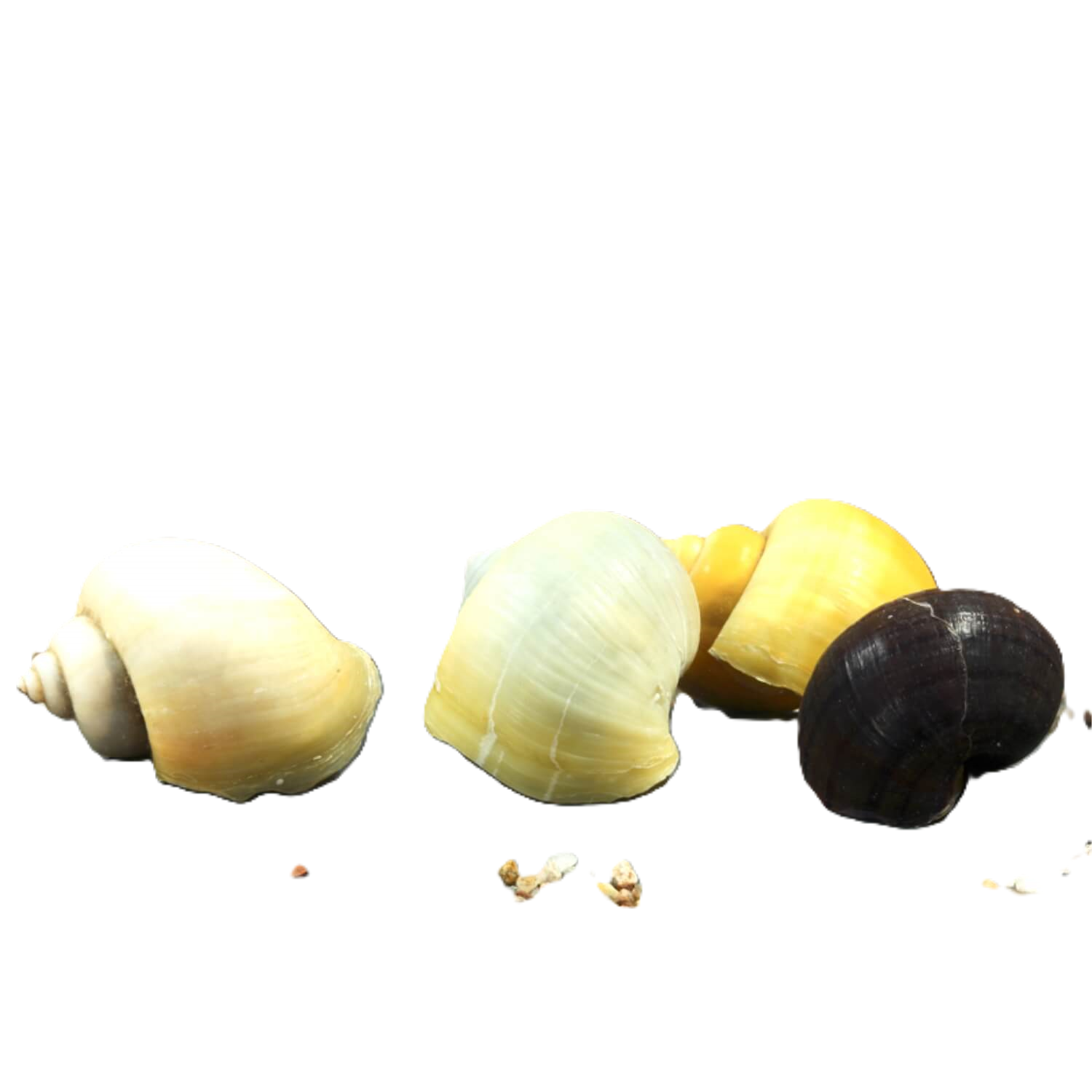 Mystery Snail