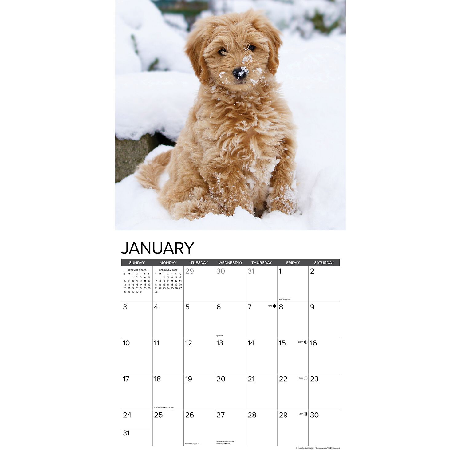 Willow Creek Press Just Goldendoodles 2027 Wall Calendar