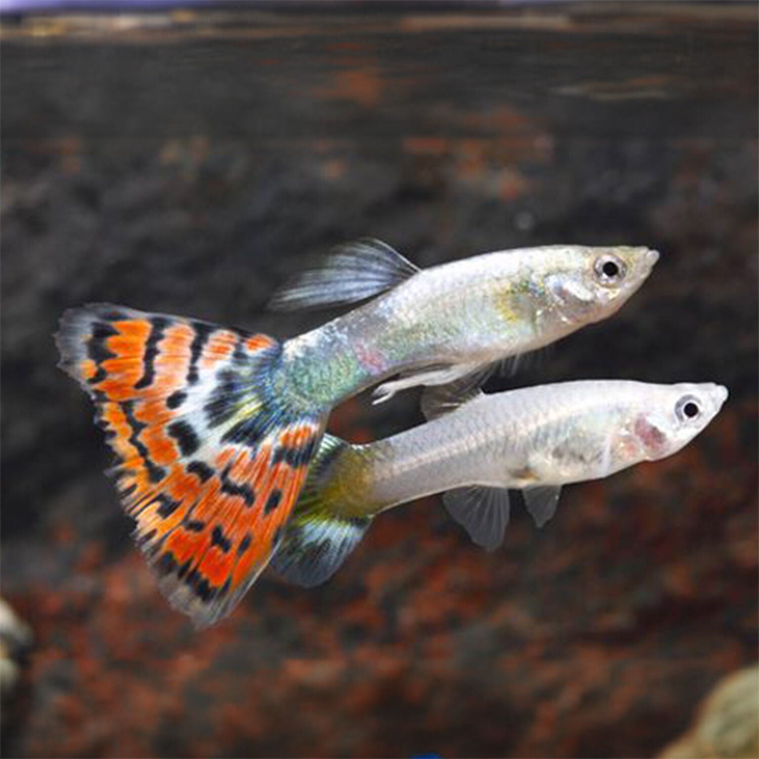 Assorted Delta Guppy Fish Medium