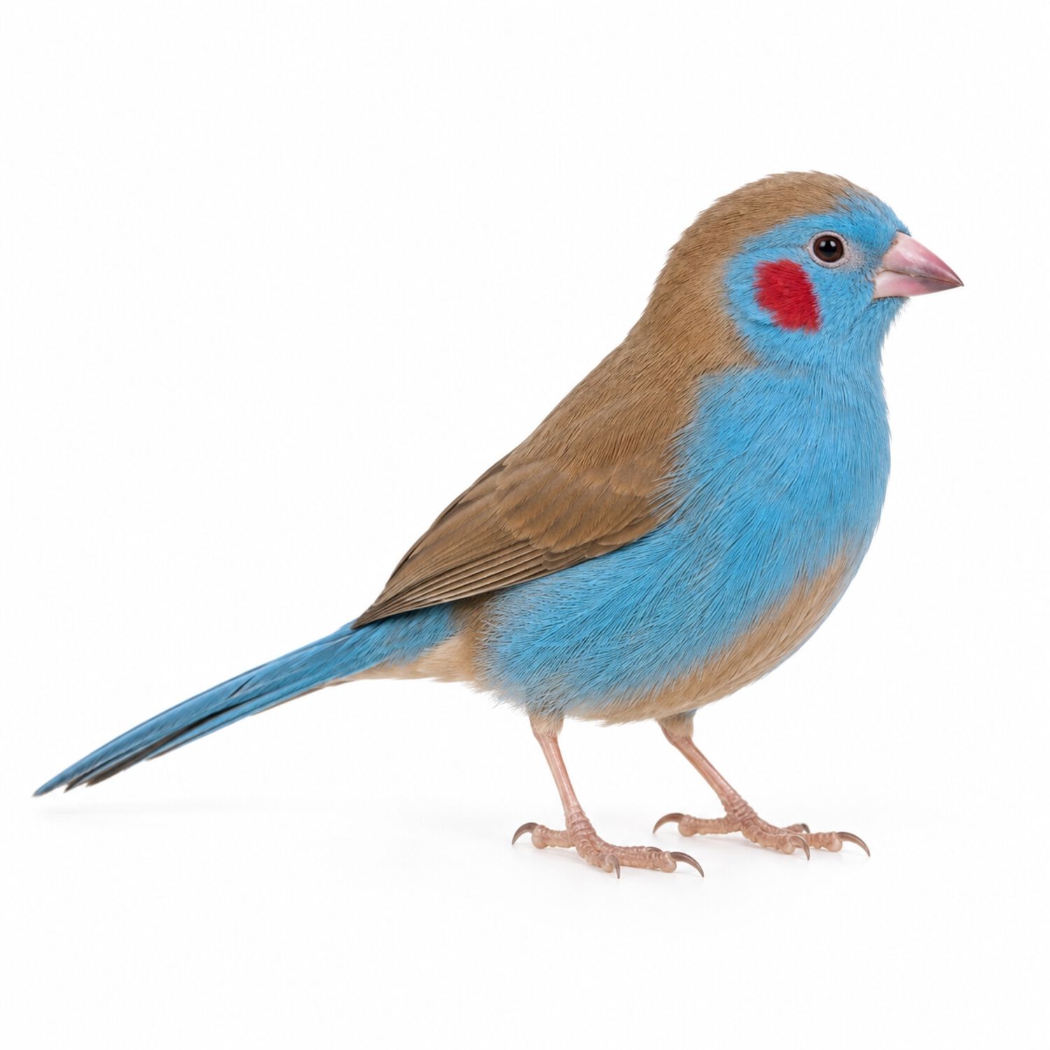 Cordon Bleu Finch