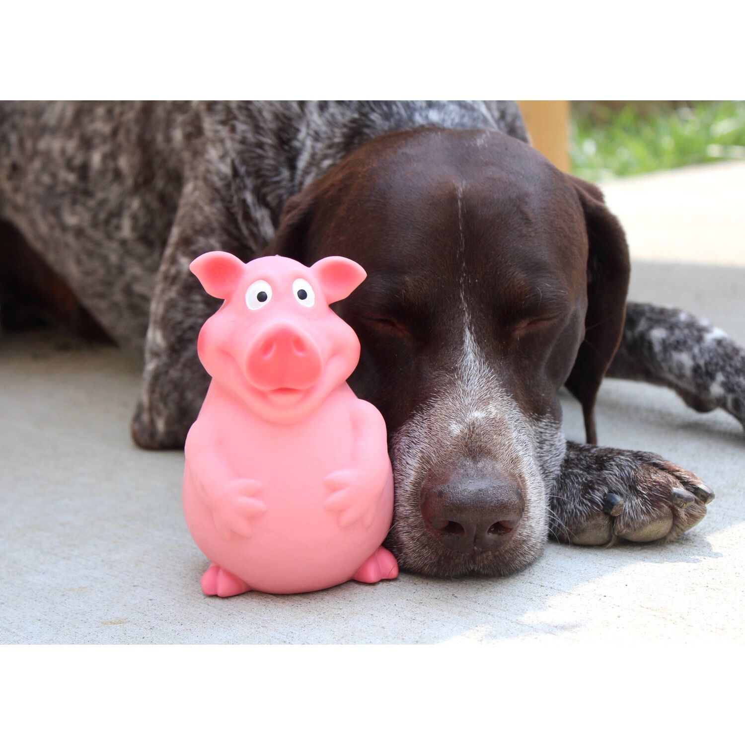 Territory Piggy Latex Squeaky Dog Toy, 6"