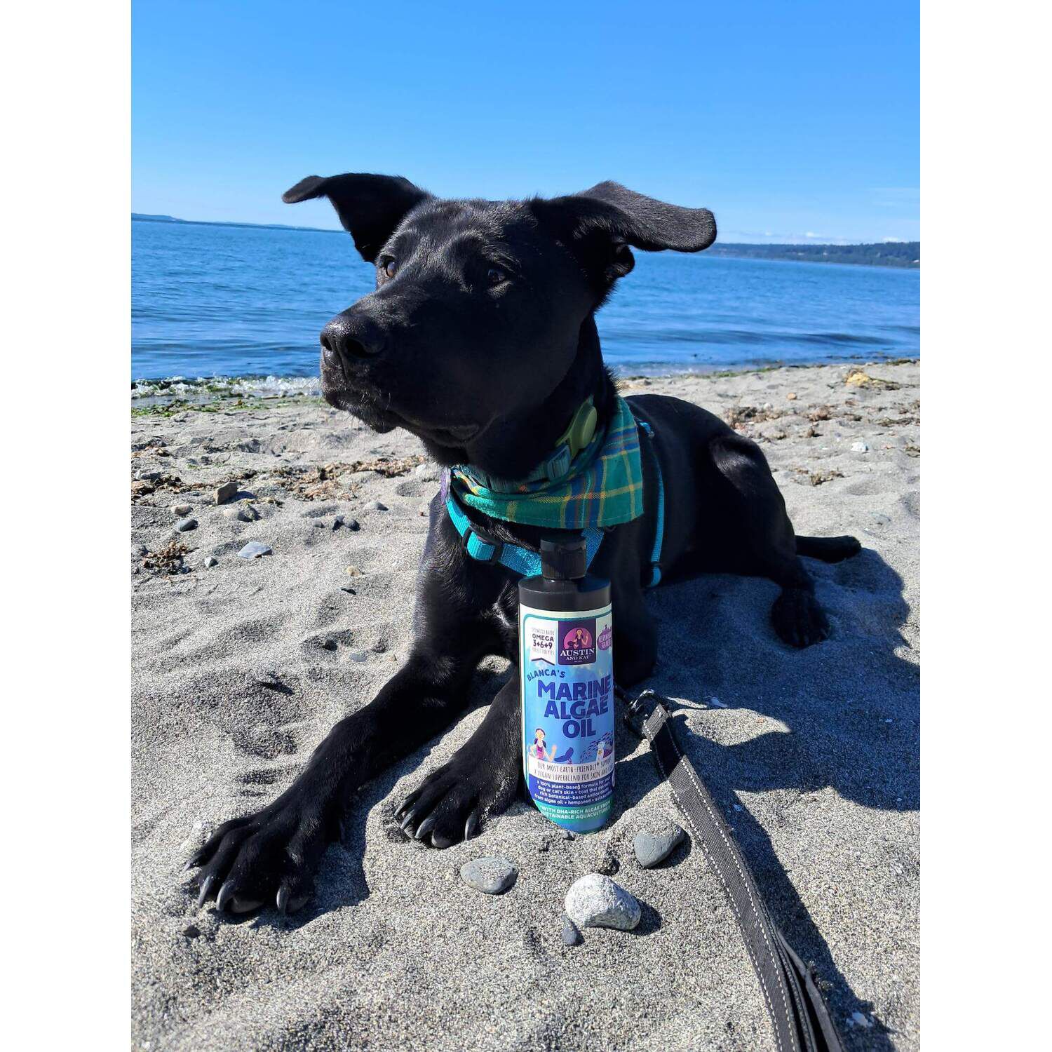 Austin & Kat Blanca's Marine Algae Oil, Skin & Coat Vegan Liquid Omega Dog Supplement, 16Oz