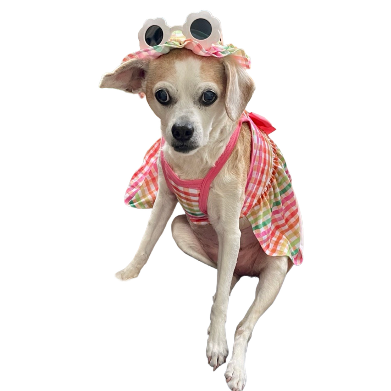 Bailey & Bella Multi-Colored Bright Gingham Dog Dress & Hat Set, Extra Large