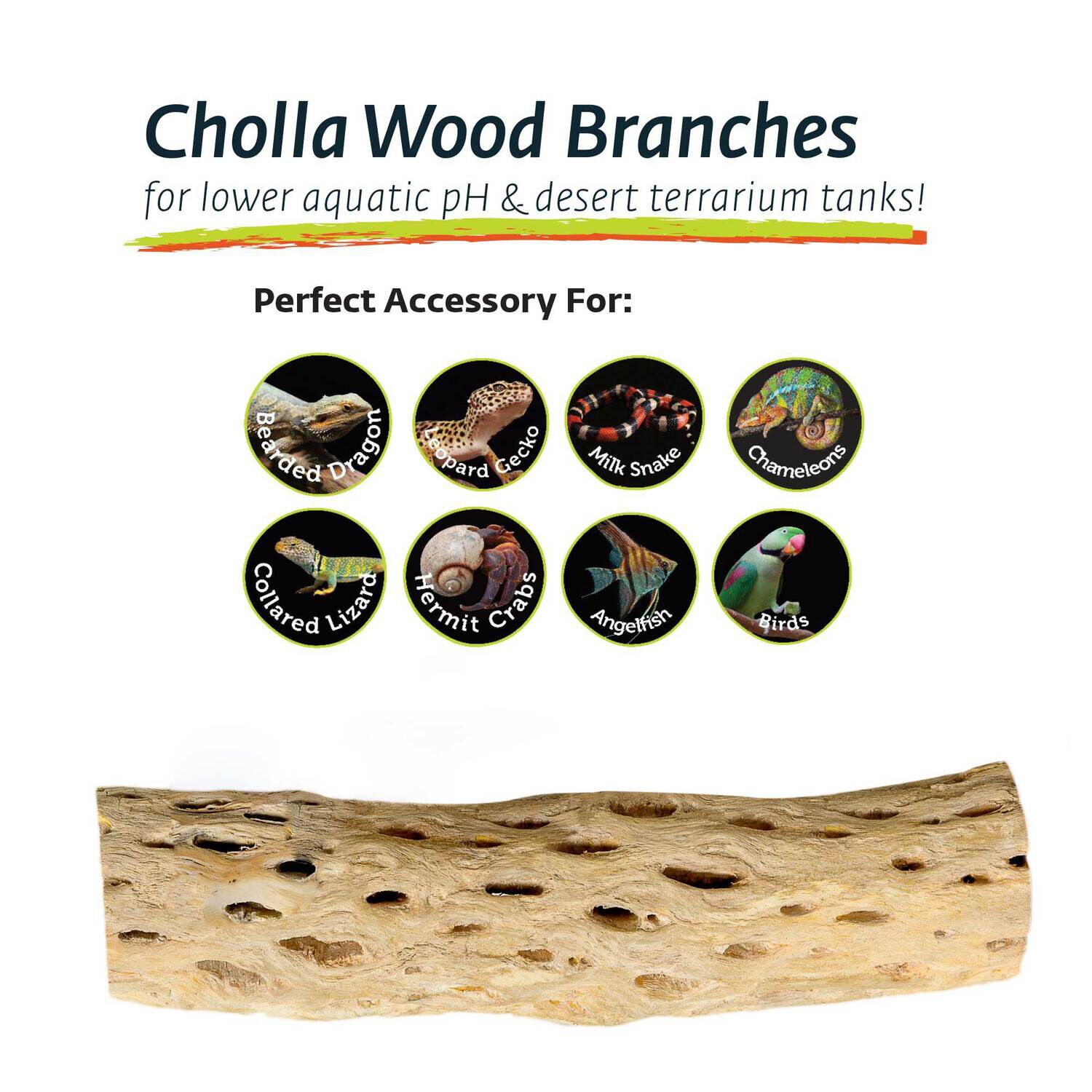 Gal&aacute;pagos Cholla Wood Branches Natural Reptile Habitat Decor Approximately 12In