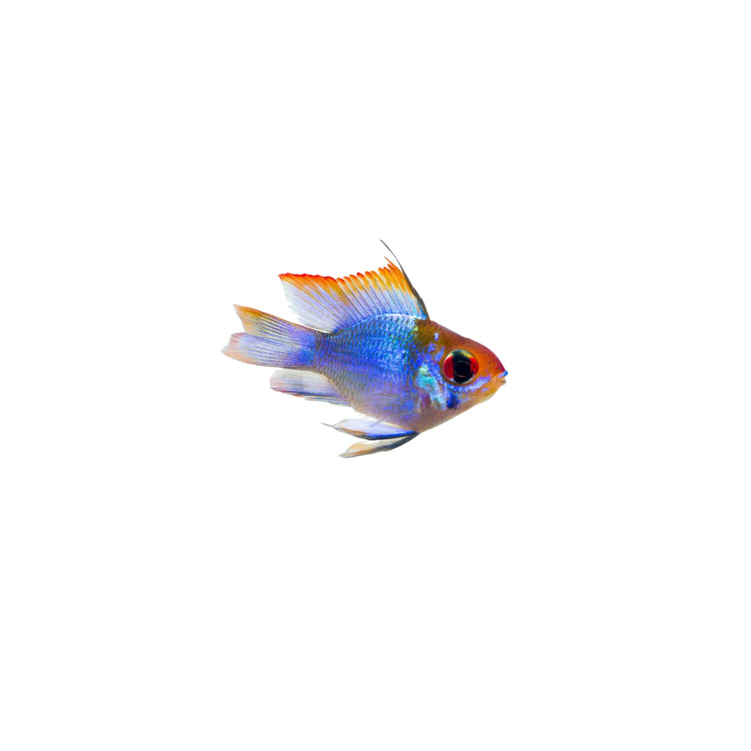 German Blue Ram Cichlid