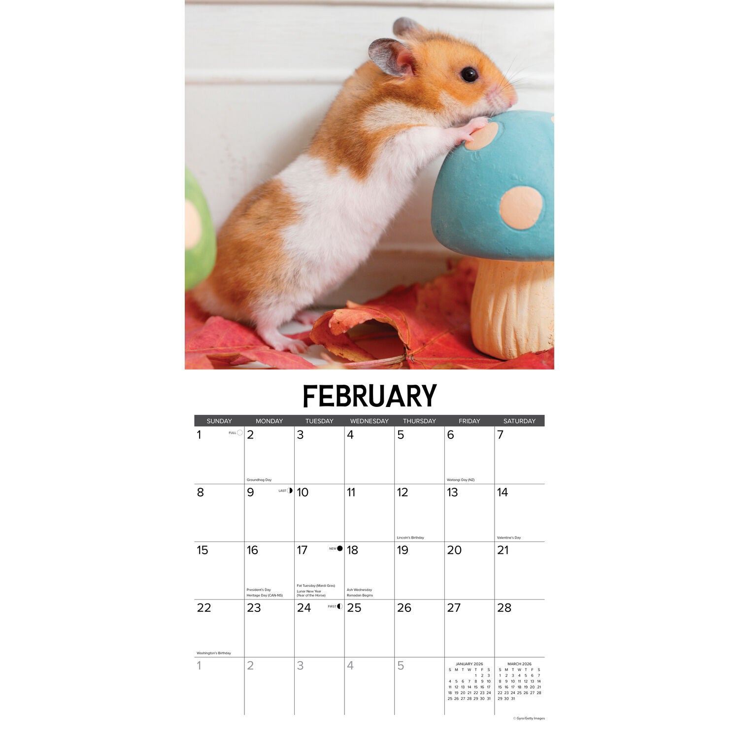 Willow Creek Press 2026 Hamsters Wall Calendar