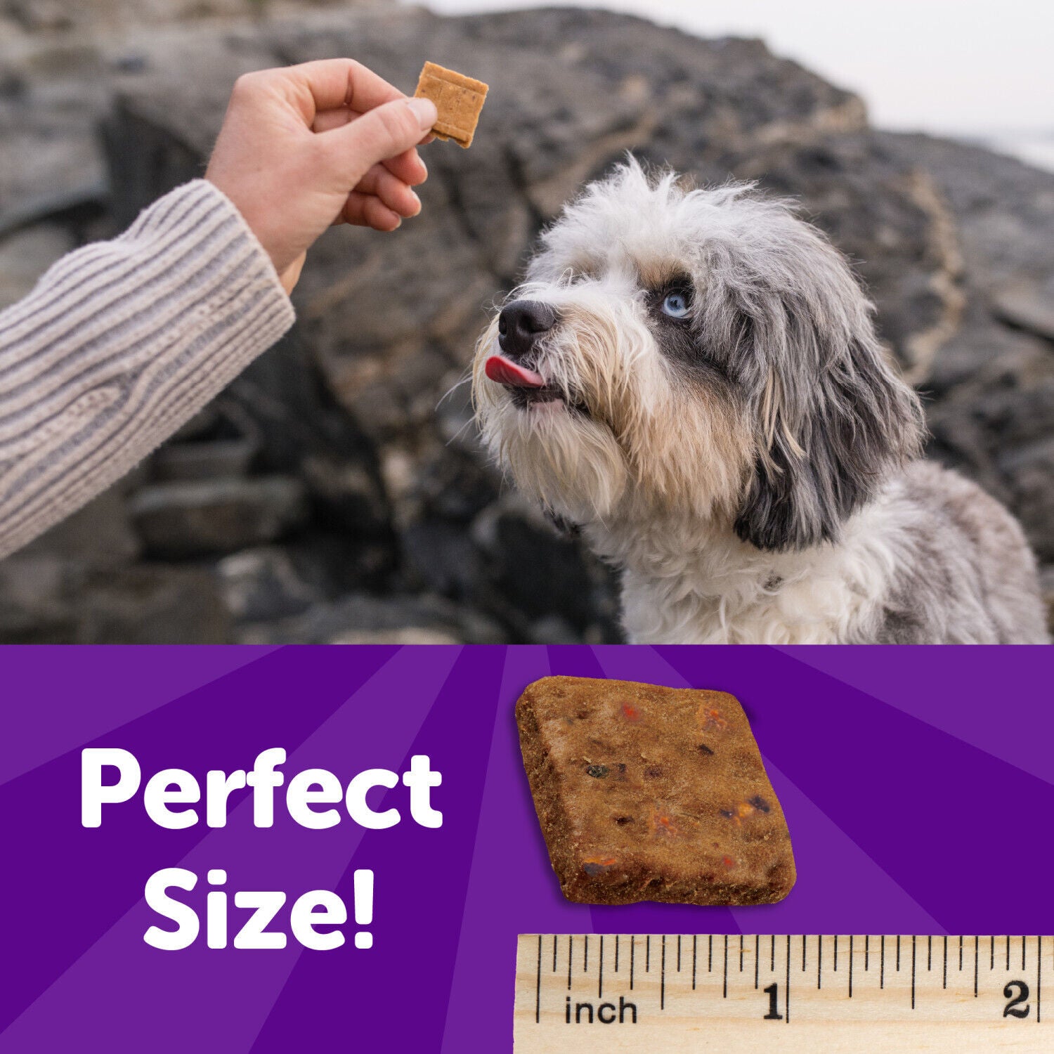 Wellness Rewarding Life Dog Treats, Training Treat, Grain Free, Soft Beef & Turkey (6 Ounce Bag)