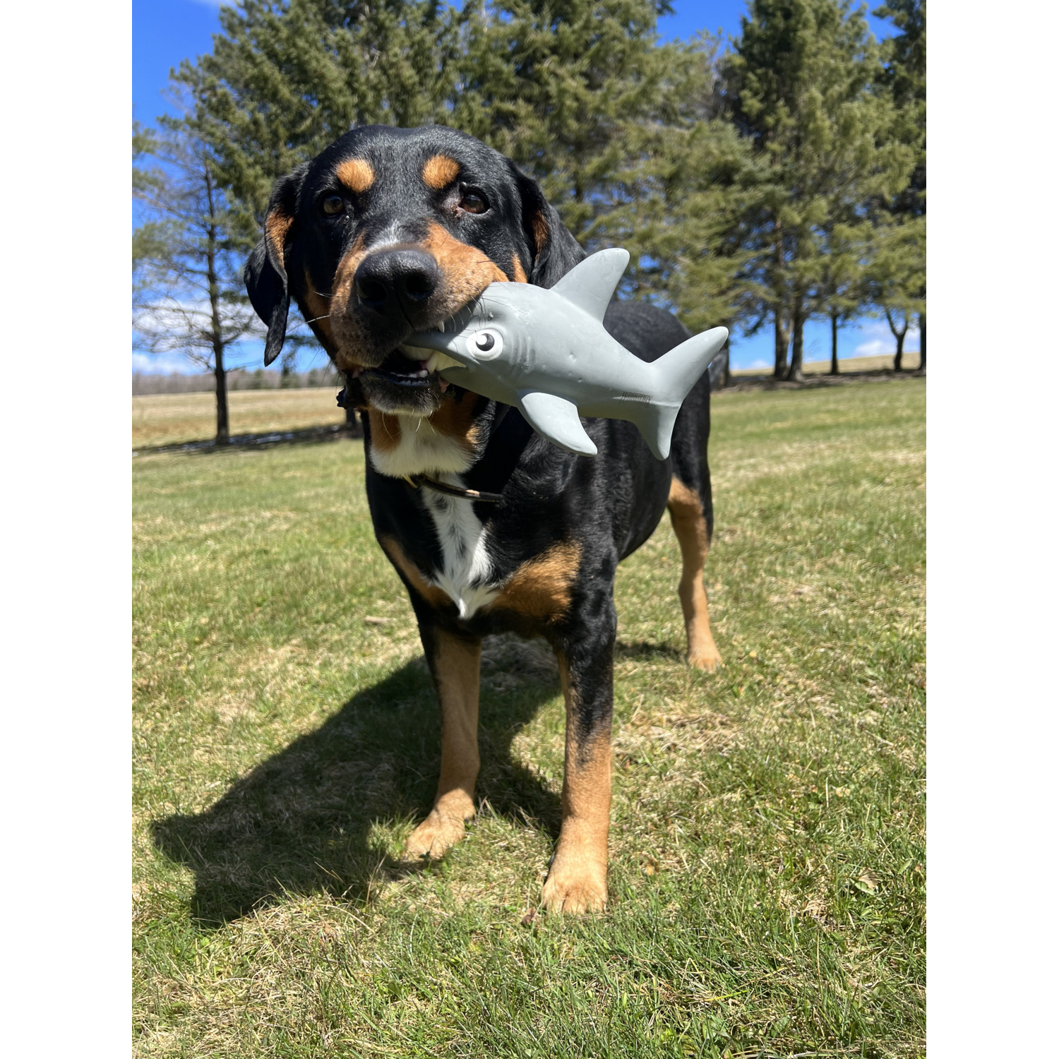 Territory Natural Rubber Shark Squeaker Dog Toy, 9"