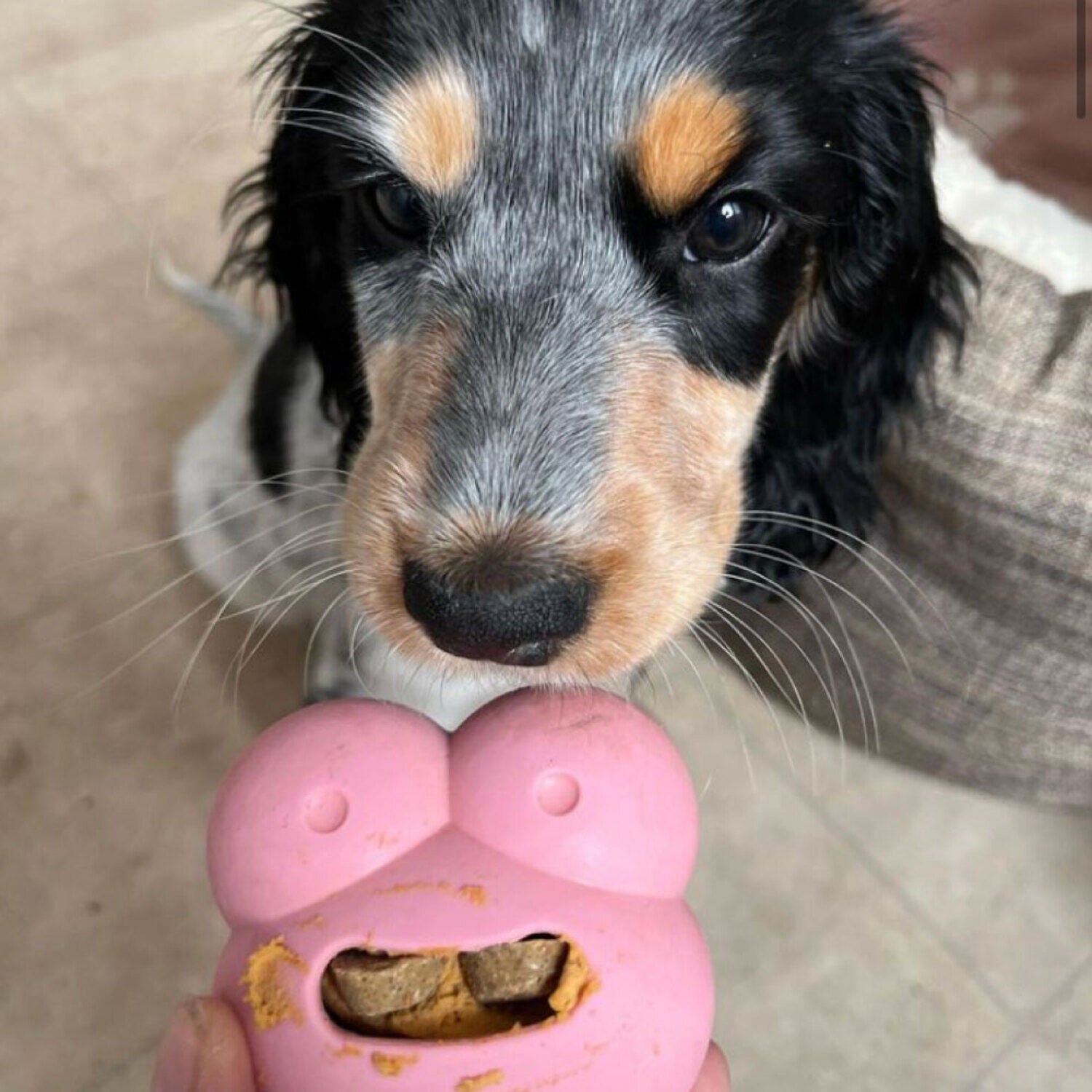 Frogg Robert Interactive Treat Dispensing Dog Toy, Pink