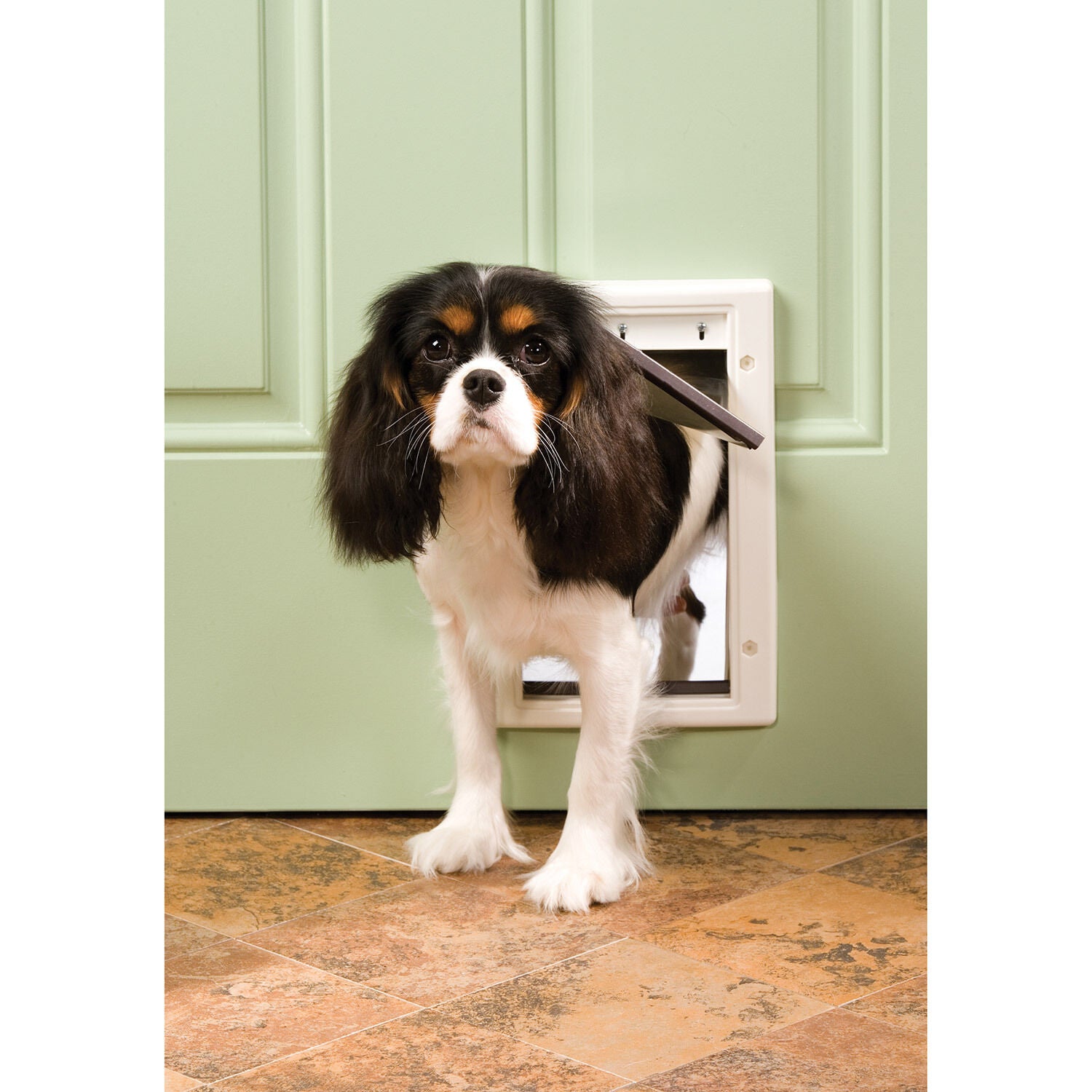 Petsafe plastic pet door new arrivals