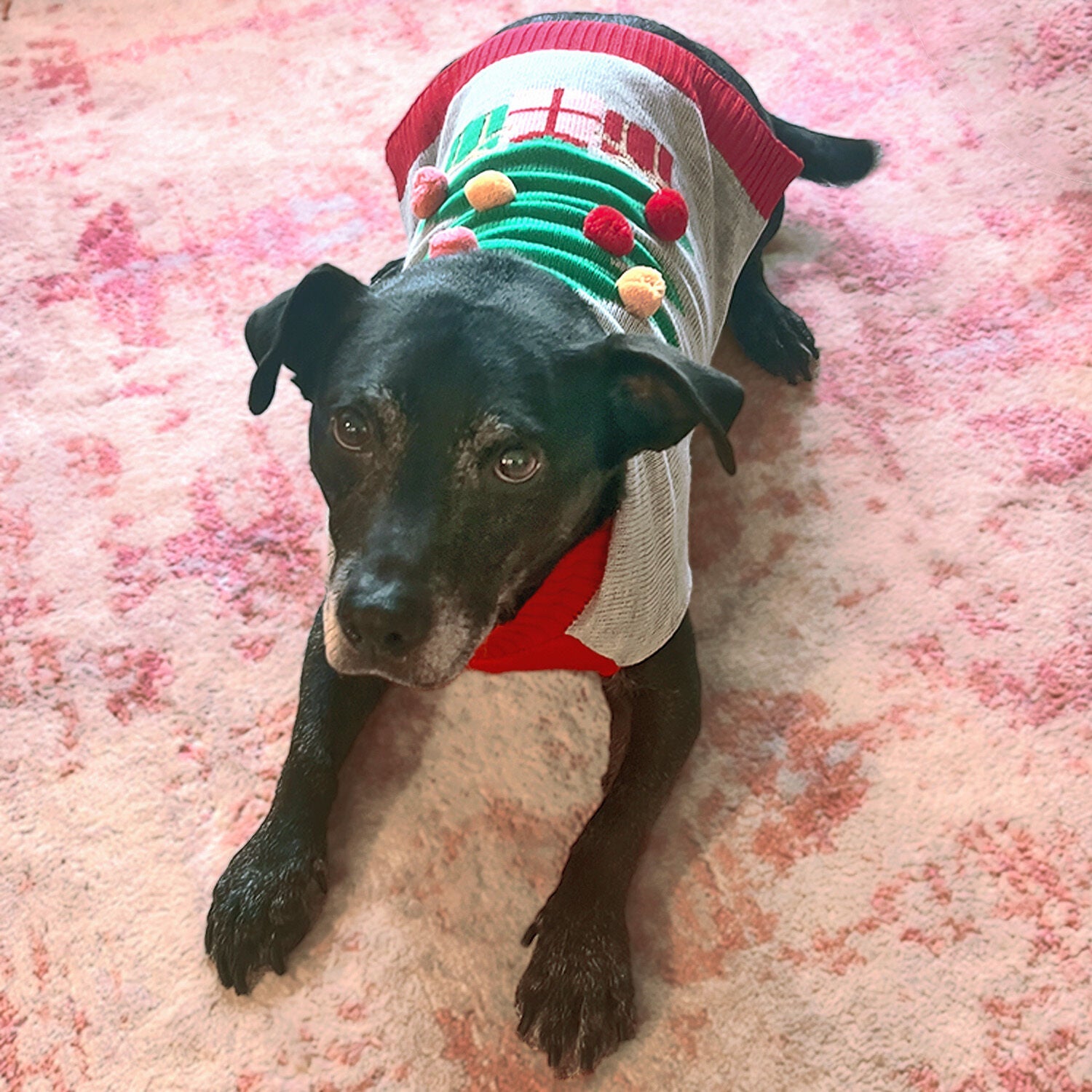 Simply dog christmas sweaters discount